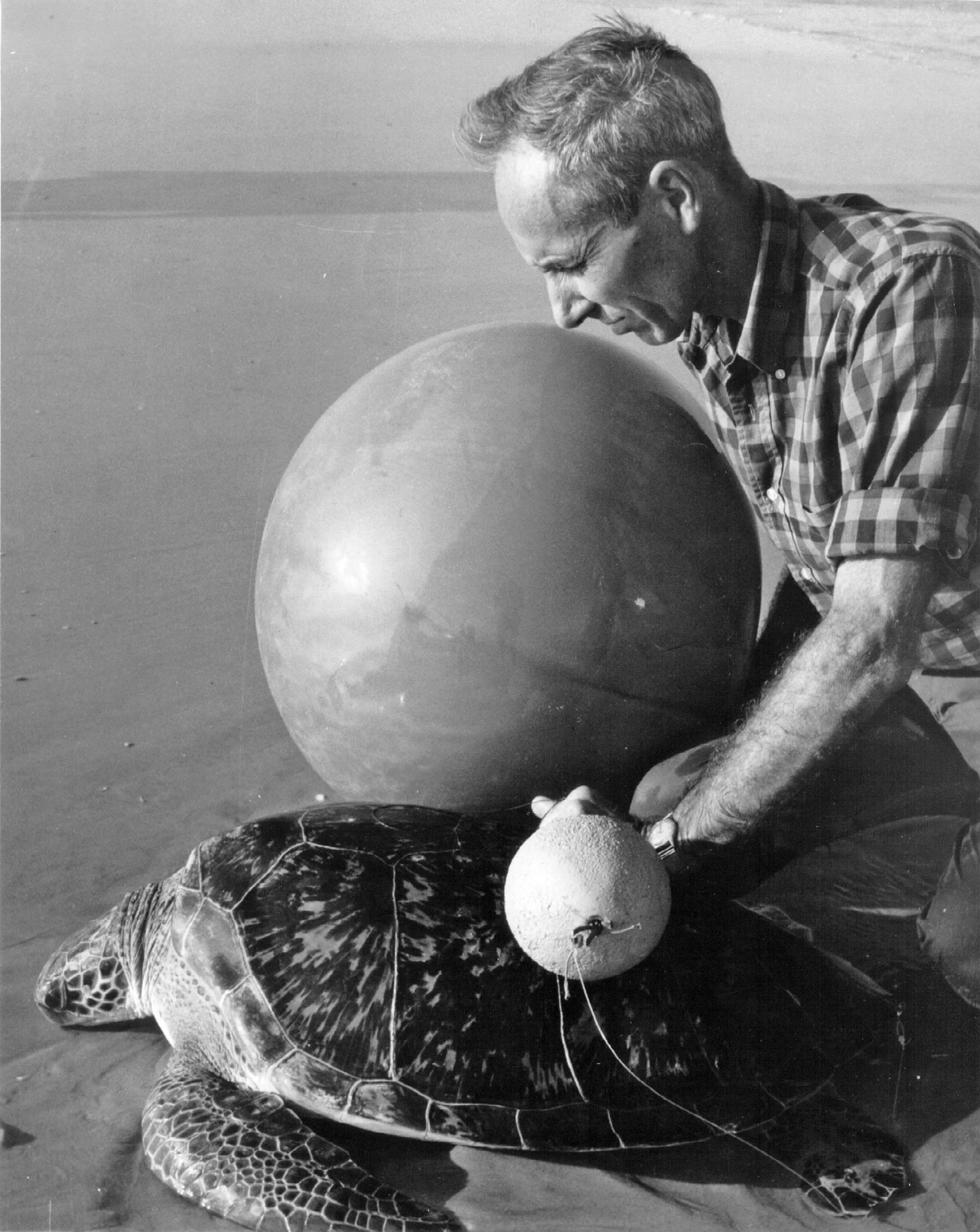 In the 1950s, Dr. Archie Carr used the technology of his day in an attempt to track green turtle inter-nesting movements at Tortuguero, Costa Rica. © Courtesy of Sea Turtle Conservancy