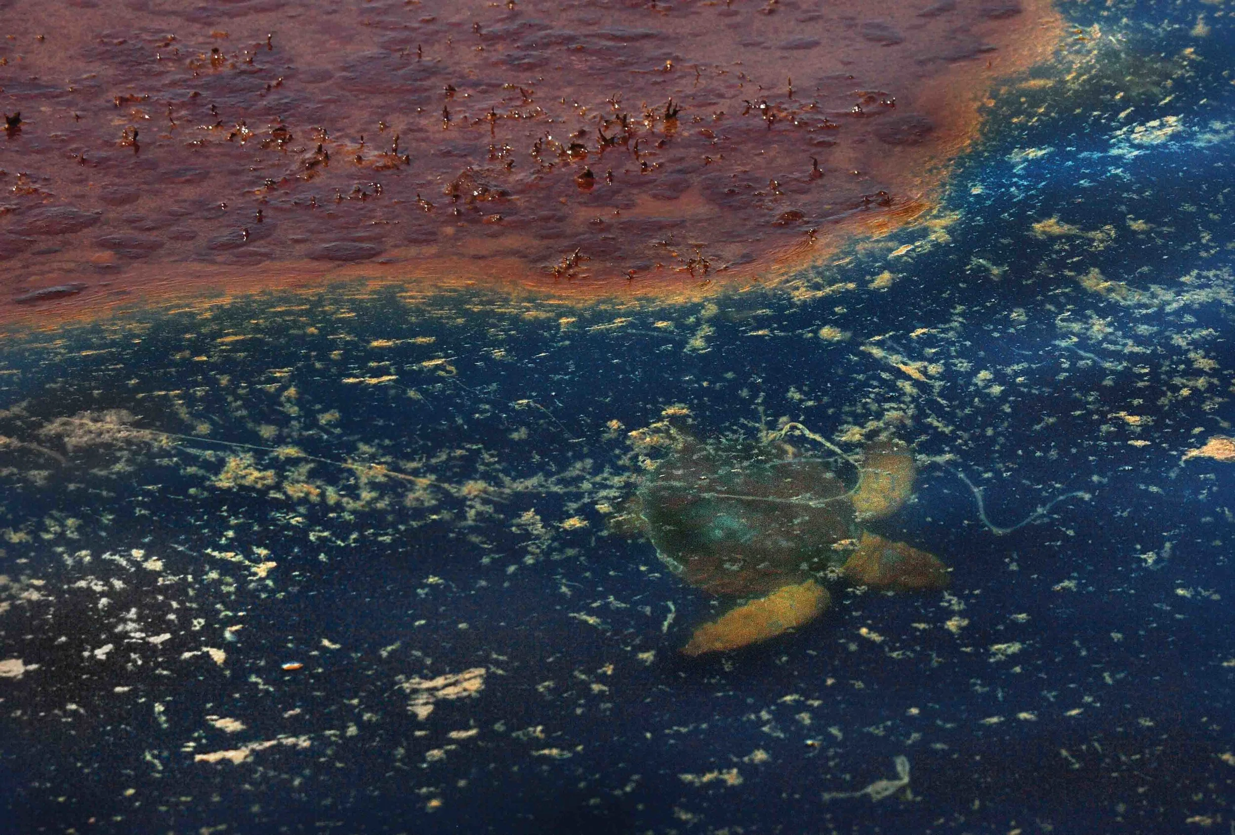 A Kemp’s ridley turtle swims out from under an oil slick as rescue workers attempt to capture the animal for rehabilitation. Unfortunately, this turtle could not be successfully captured. © Carolyn Cole / Los Angeles Time
