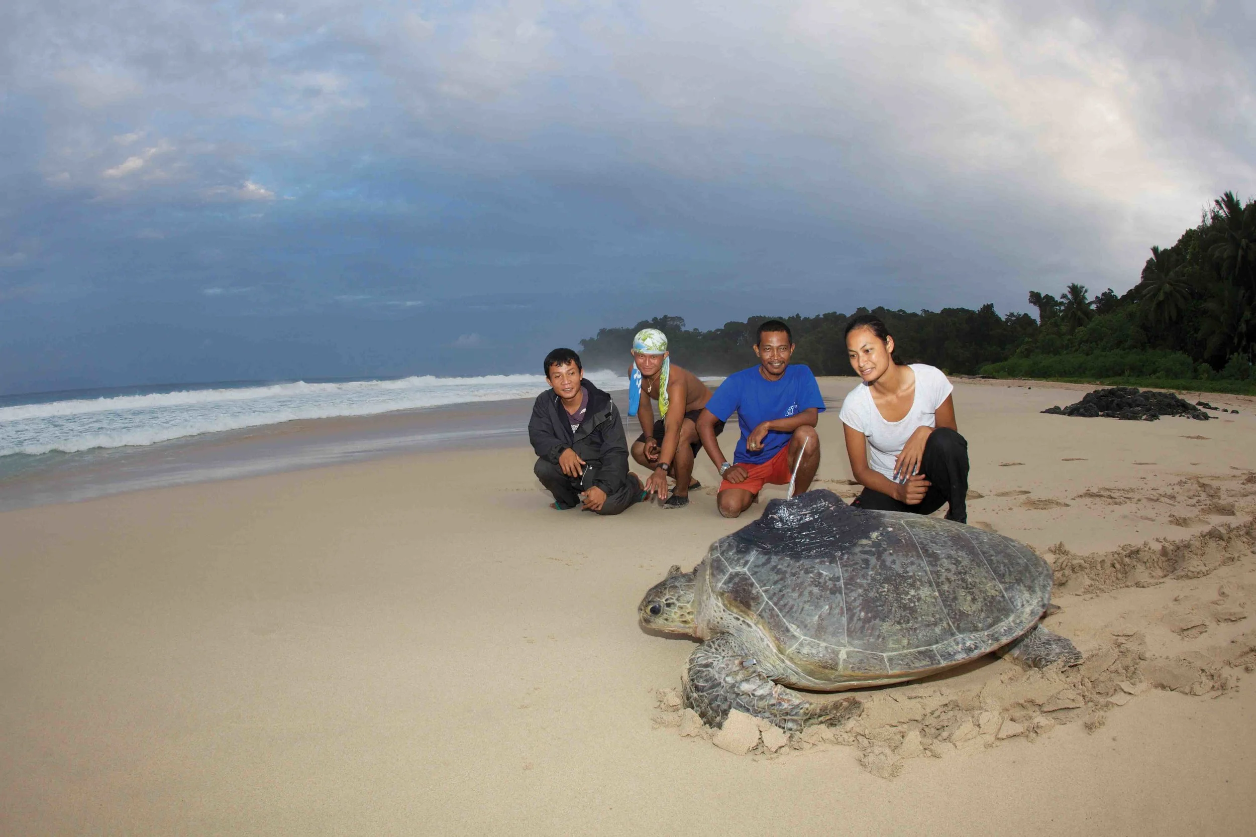 Author Maggie Muurmans releases a satellite tag–equipped turtle with local staff members. © David Robinson