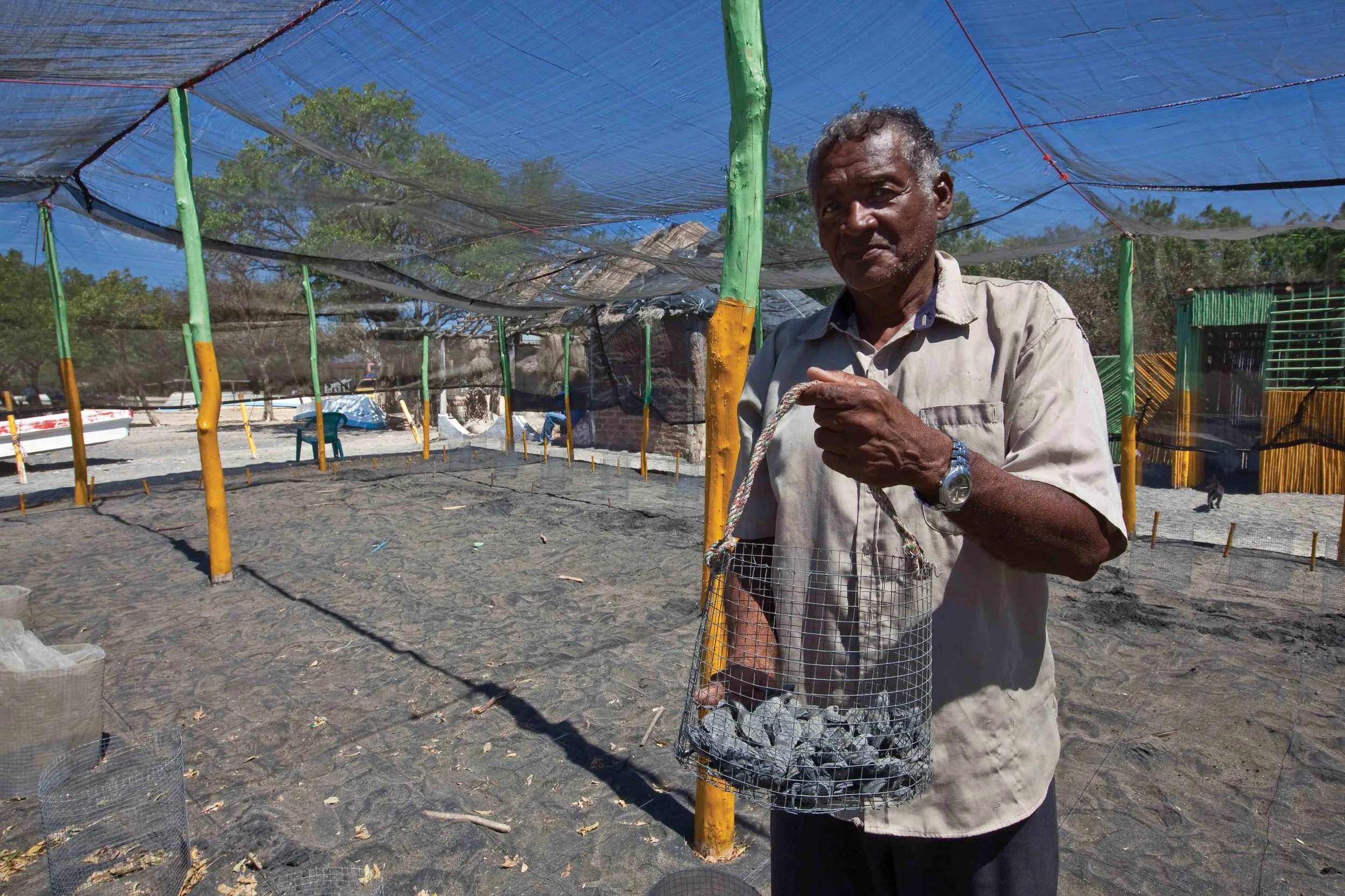 Don Justo holds a basket of newly hatched olive ridley turtles inside the hatchery at El Astillero on Nicaragua’s Pacific coast. The hatchery was constructed by the community in collaboration with Fauna and Flora International and MARENA as part of a project that employs community members to collect turtle eggs for conservation. © Brian J. Hutchinson
