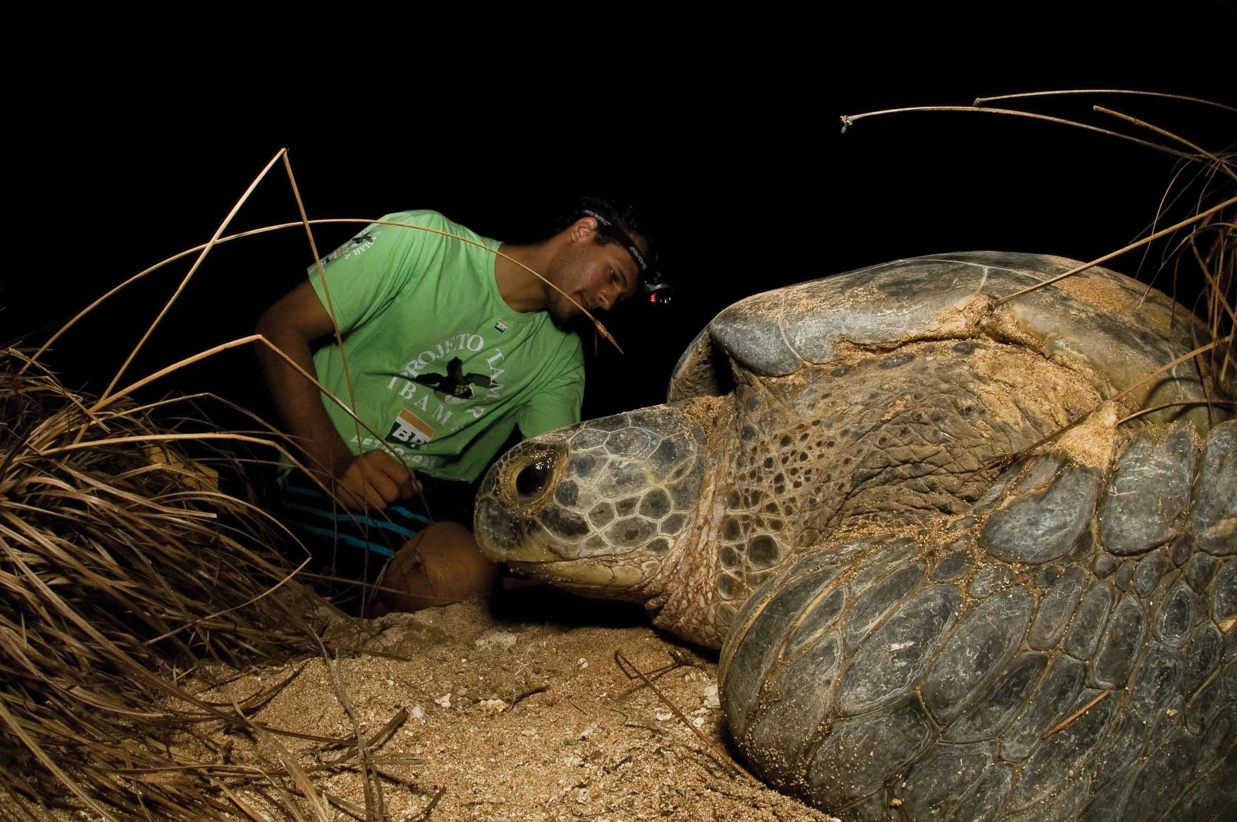 A researcher with Projeto TAMAR-ICMBio in Brazil monitors a nesting green turtle that was encountered during a nighttime beach survey. © Projeto Tamar – Marta Granville