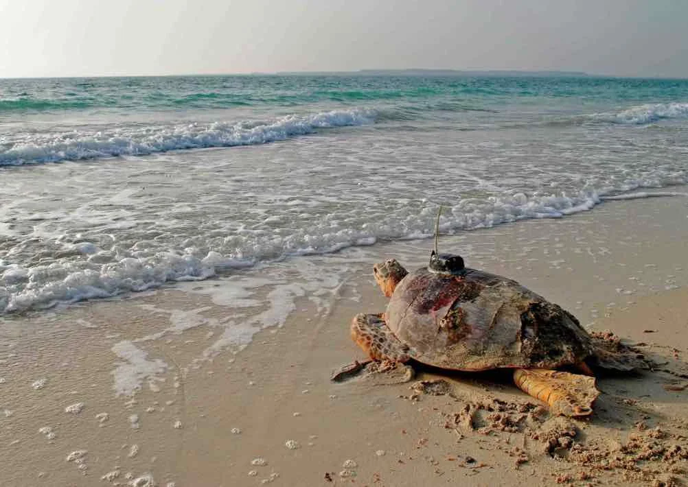Important Turtle Areas in the Arabian Gulf