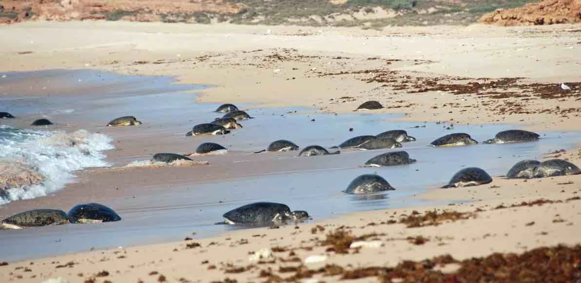 Green turtles haul ashore to bask on the remote coast of western Australia. The green turtle population in this relatively undeveloped region is thriving thanks to low levels of threat from human activities and strong protections by the Australian government. © Kellie Pendoley