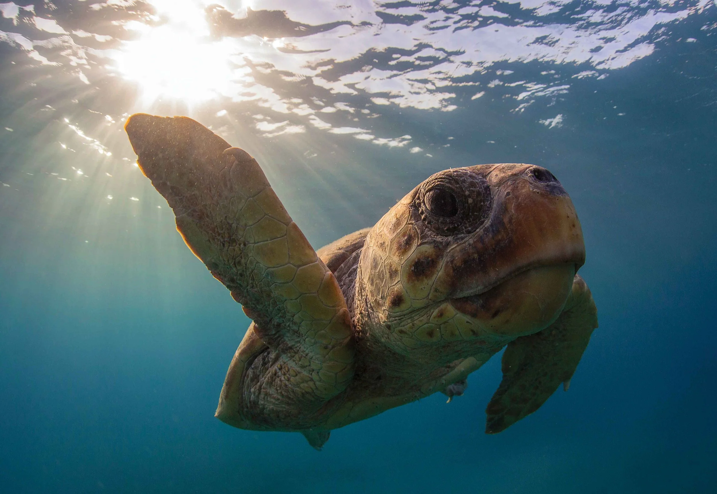 A male loggerhead turtle swims off of Zakynthos Island, Greece. According to a new IUCN Red List Assessment, loggerheads are now considered “vulnerable” globally. © KOSTAS PAPAFITSOROS