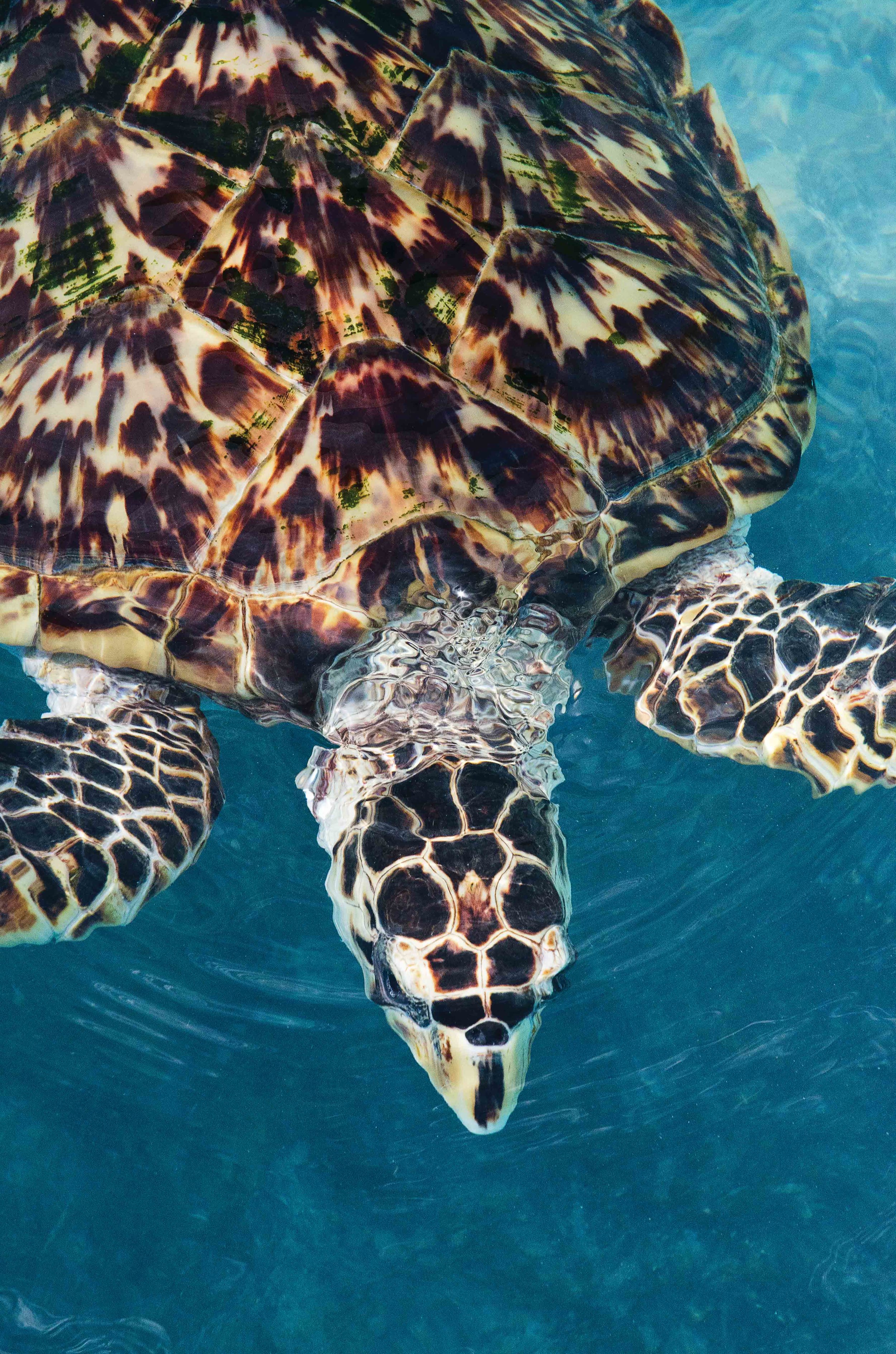 Tortoiseshell: Too Rare to Wear — The State of the World's Sea Turtles
