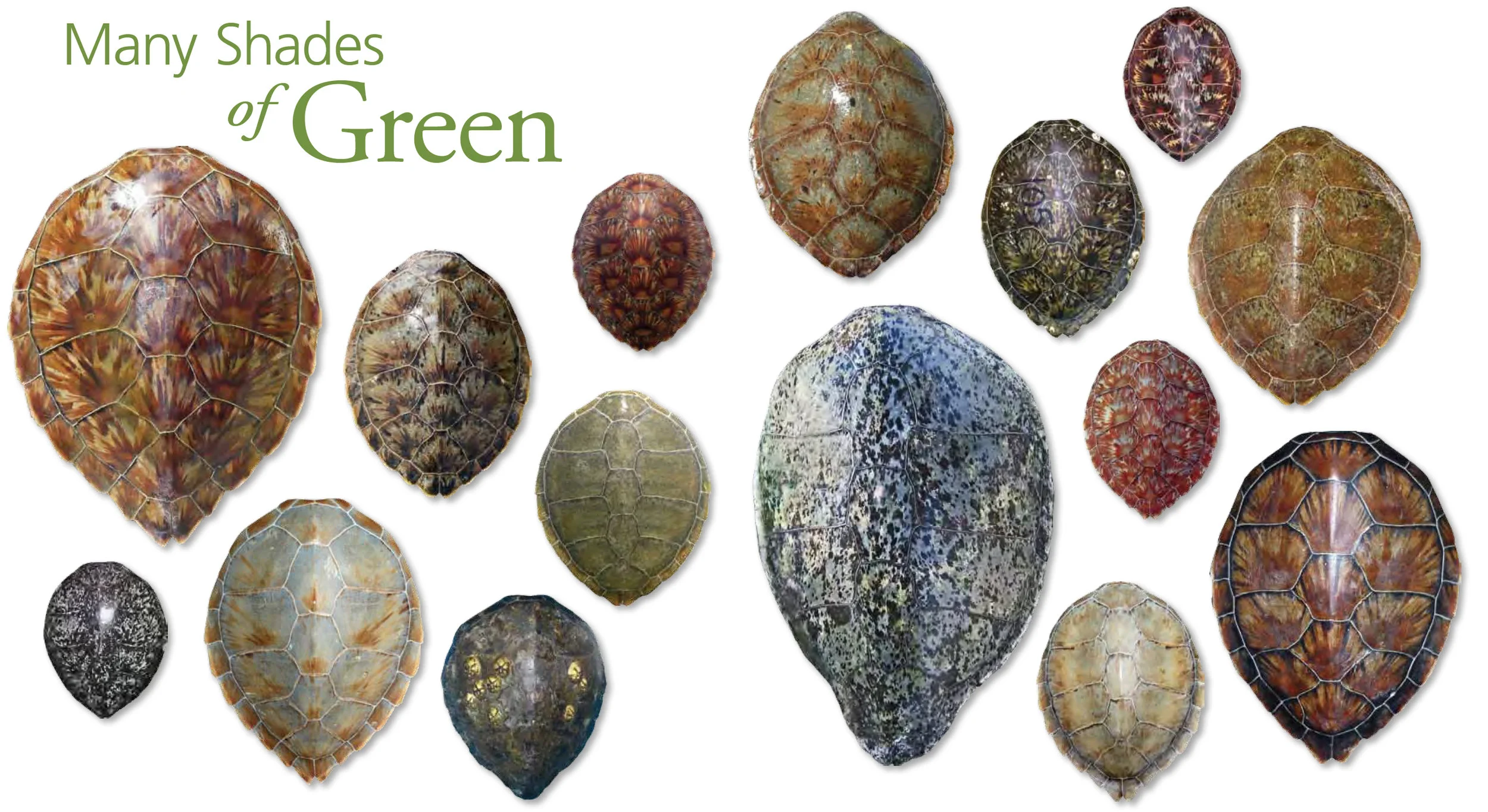 The green turtle’s physical appearance is so variable that for as long humans have been observing this species, they have been redefining it. On the scientific side, this has principally consisted of divisions into subspecies, of which there have been four—Chelonia mydas agassizii, C. m. carrinegra, C. m. japonica, and C. m. mydas. Informally, those who study green turtles often refer to different types, such as the standard green turtle, the black turtle (East Pacific form), or the yellow turtle (or Galapagos yellow). While some continue to disagree about the green turtle’s classification, the general consensus is that there is just one species, Chelonia mydas. Yet, the fact remains that no two green turtles are exactly the same. Within the species, there are several unique forms that appear regularly, as well as brilliant variations observed in just a few individuals. To capture the magnificent variation in green turtles for this issue, we turned to the global SWOT Team and our friends at www.seaturtle.org, and were rewarded with images from all corners of the world. The images on this page are just a fraction of the more than 250 that were submitted, all of which can be seen at www.SeaTurtleStatus.org. The carapaces (shells) shown here are from images of live turtles that were edited to exclude all else. They are not shown to scale.