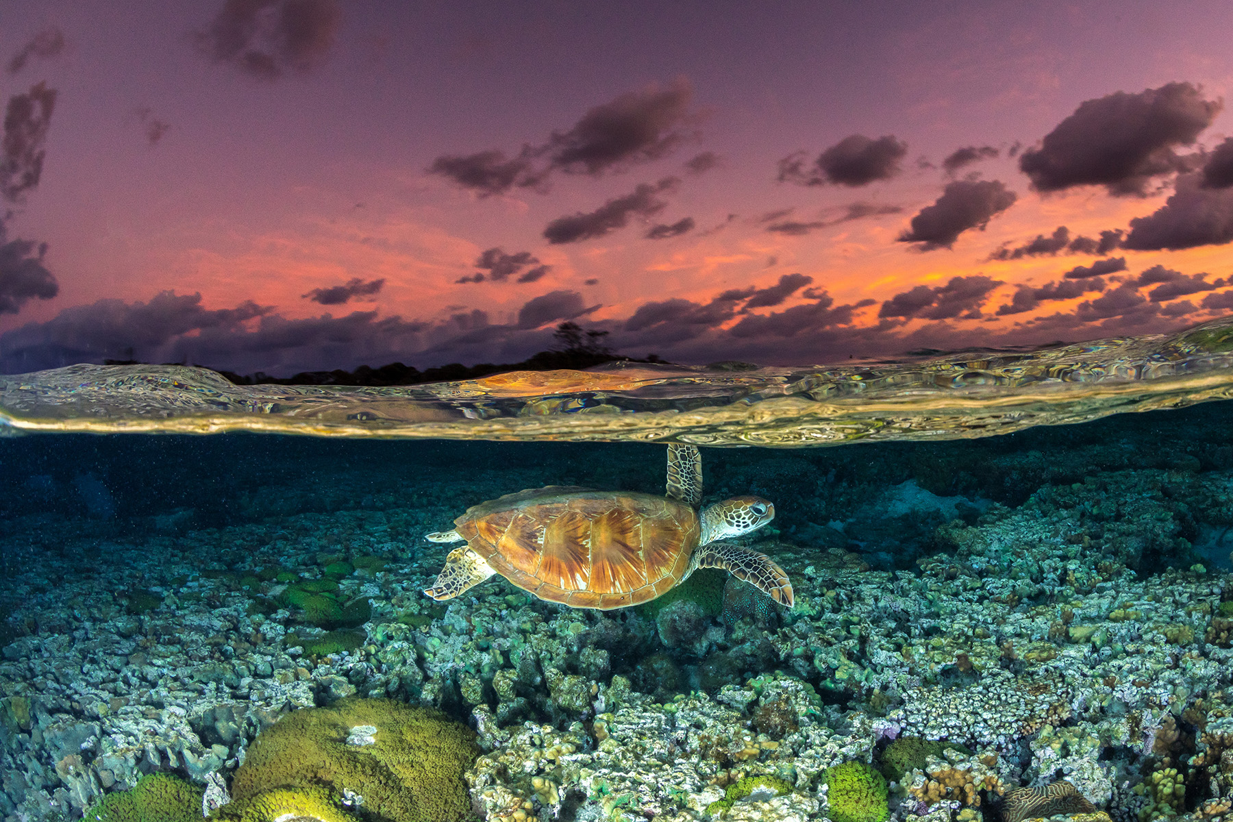 The Most Valuable Reptile In The World The Green Turtle The State Of The World S Sea Turtles Swot The Most Valuable Reptile In The World The Green Turtle The State Of The World S Sea Turtles Swot