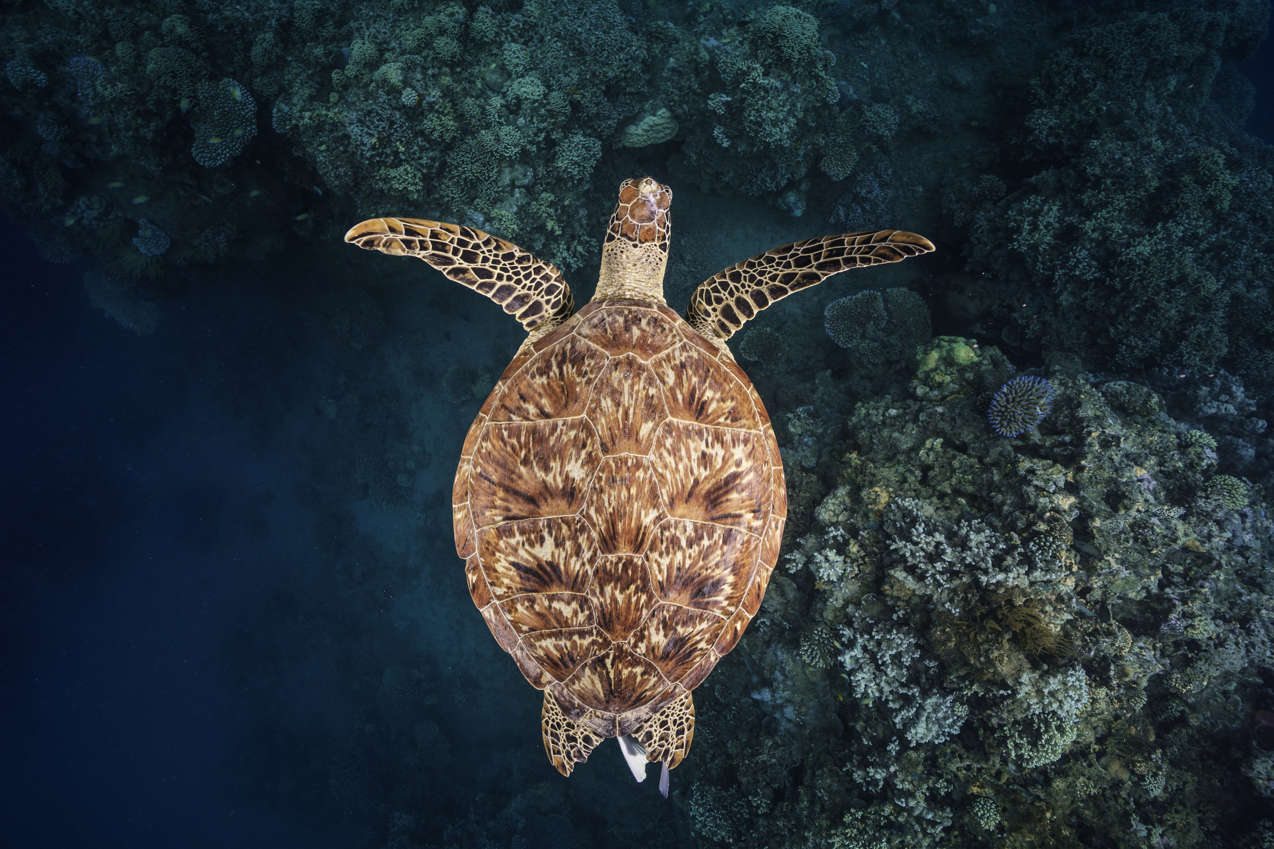  Green turtle in Mayotte. © Gaby Barathieu / Coral Reef Image Bank 