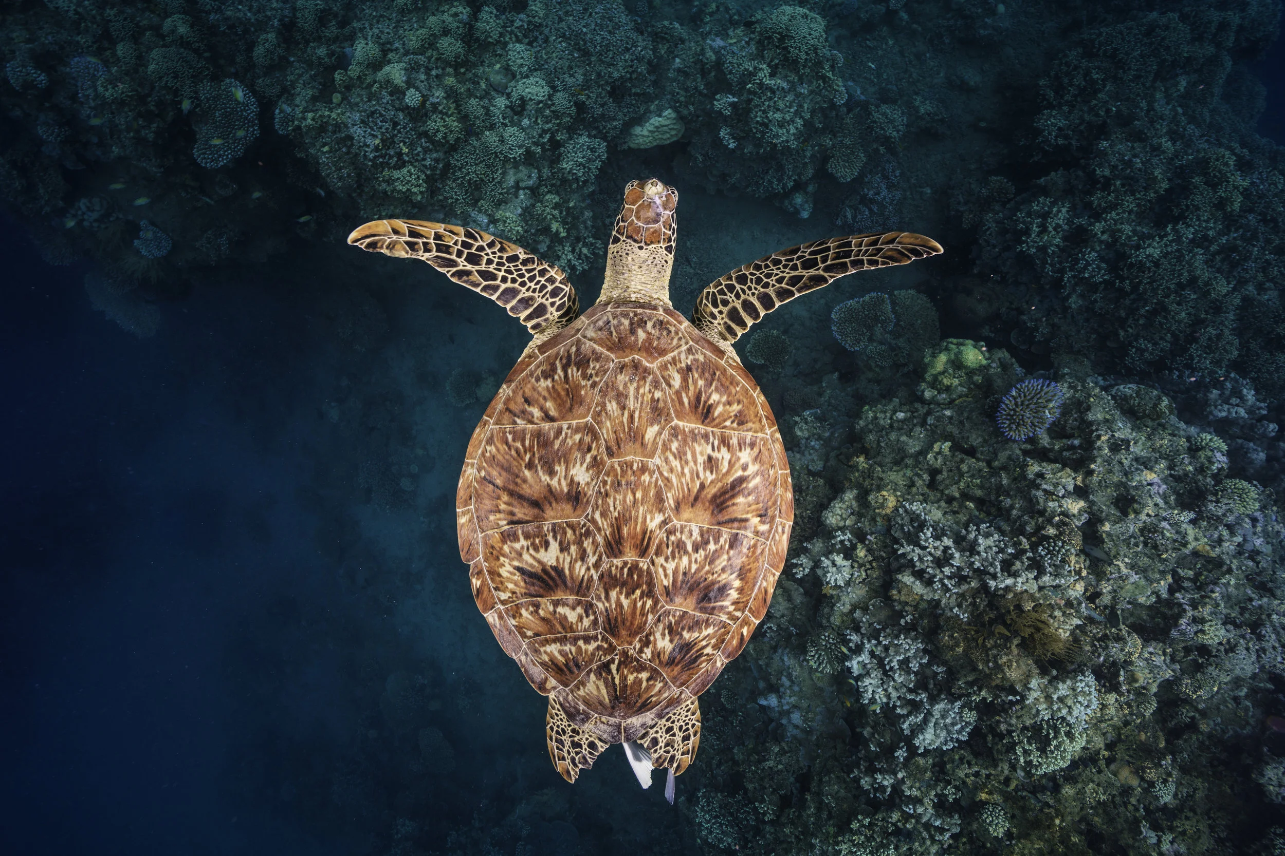 Green turtle in Mayotte. © Gaby Barathieu / Coral Reef Image Bank