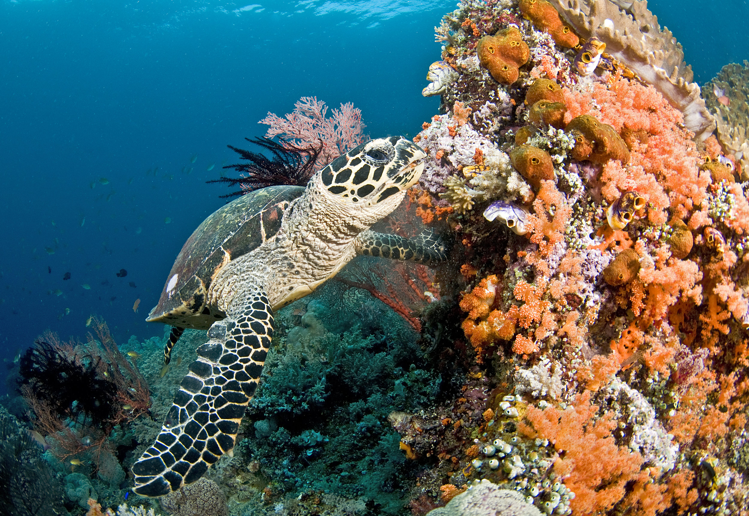  © Jayne Jenkins / Coral Reef Image Bank 