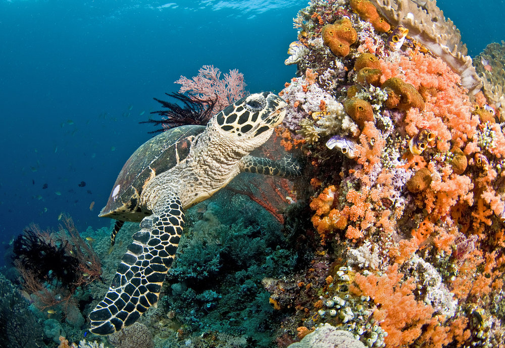 Sea turtle hawksbill Why Are