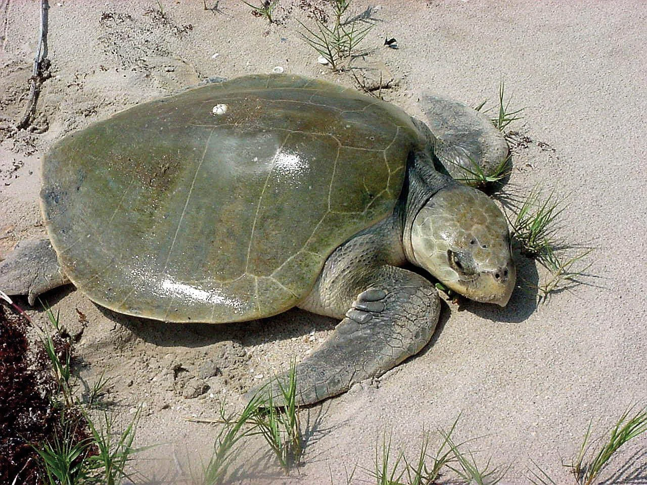 A Kemp’s Ridley sea turtle on a nesting beach. © THANE WIBBELS