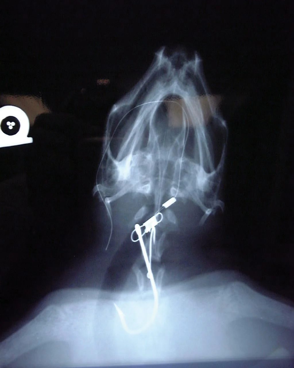 This X ray of a juvenile green turtle reveals J-hooks caught in its throat. © 2002 CHRIS JOHNSON / WWW.FLORIDALEATHERBACKS.COM