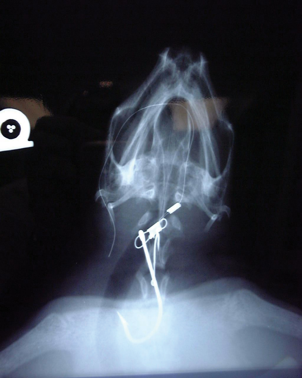 Turtle Radiographs Restraint Fishing Technology Gears Up for Turtle Conservation — The State of the ...