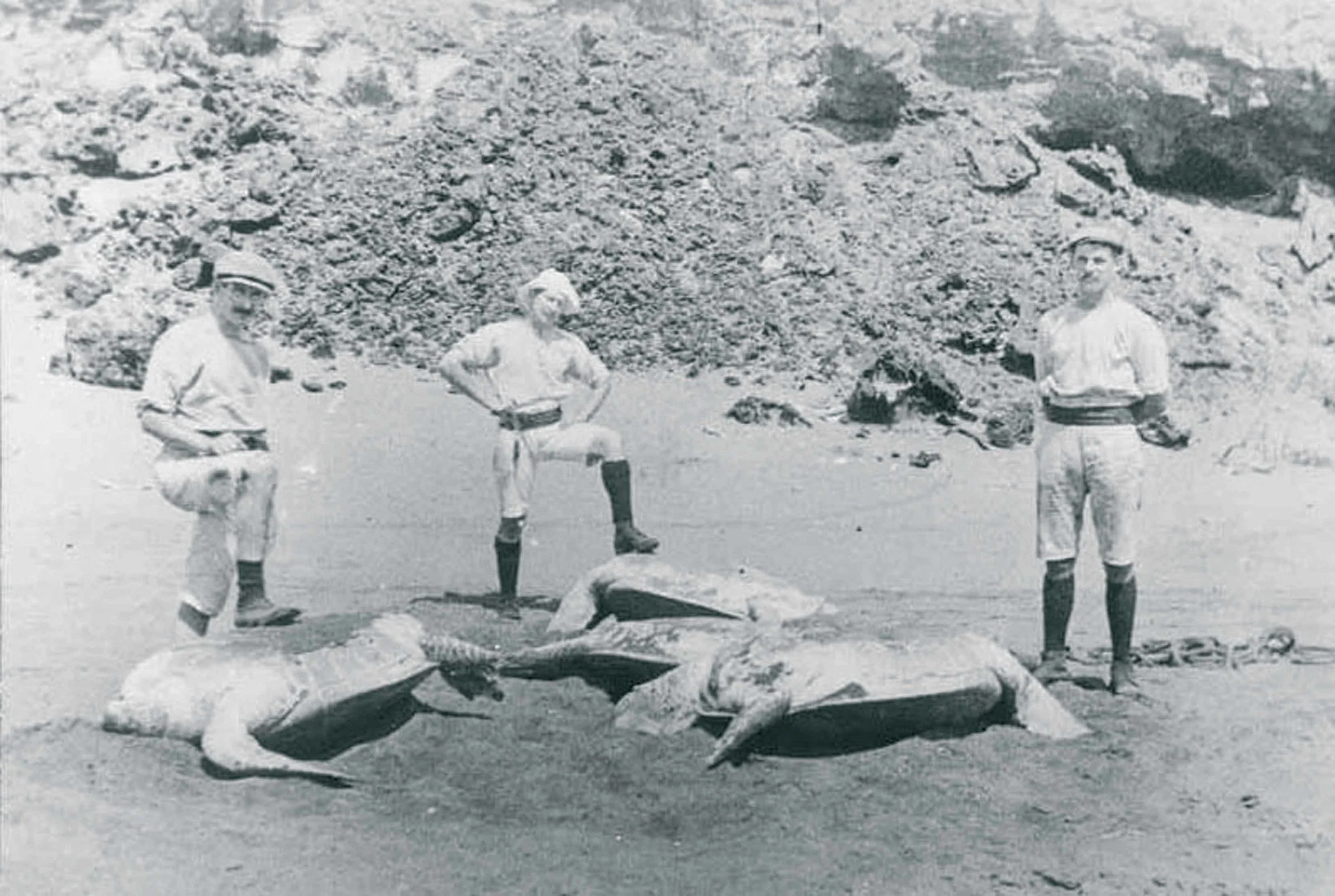 The nesting green turtles were incapacitated by turning them onto their backs. Ascension Island, circa early 1900s. © ASCENSION ISLAND HERITAGE SOCIETY