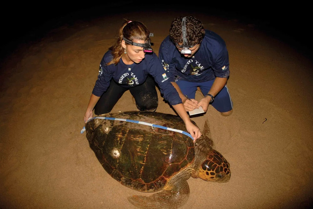 A Long-Term Trend of Sea Turtle Success in Brazil — The State of the ...