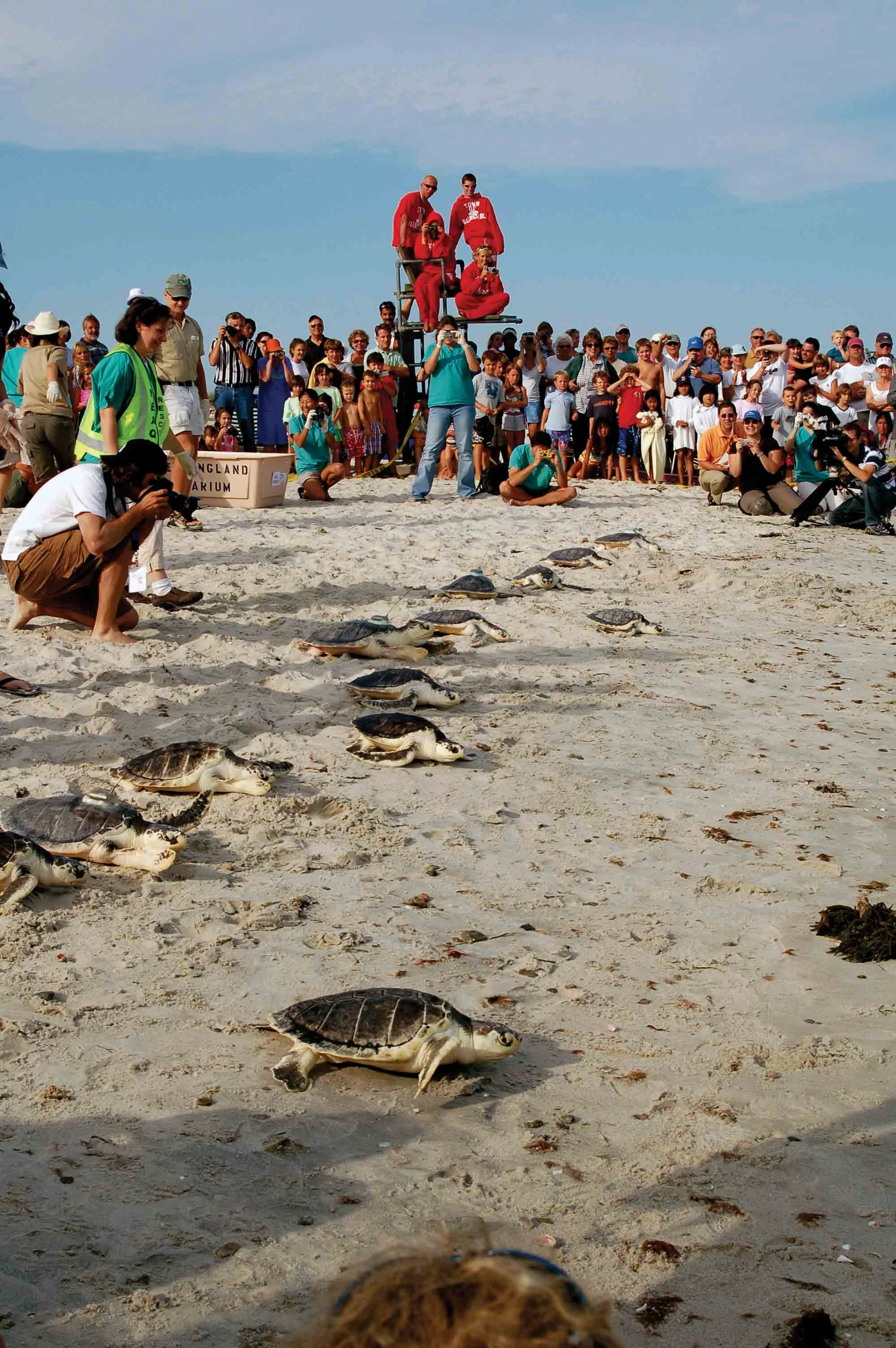 Local residents help to release rehabilitated Kemp’s Ridley sea turtles into Nantucket Sound off Cape Cod, U.S.A. PHOTO COURTESY OF NOAA.