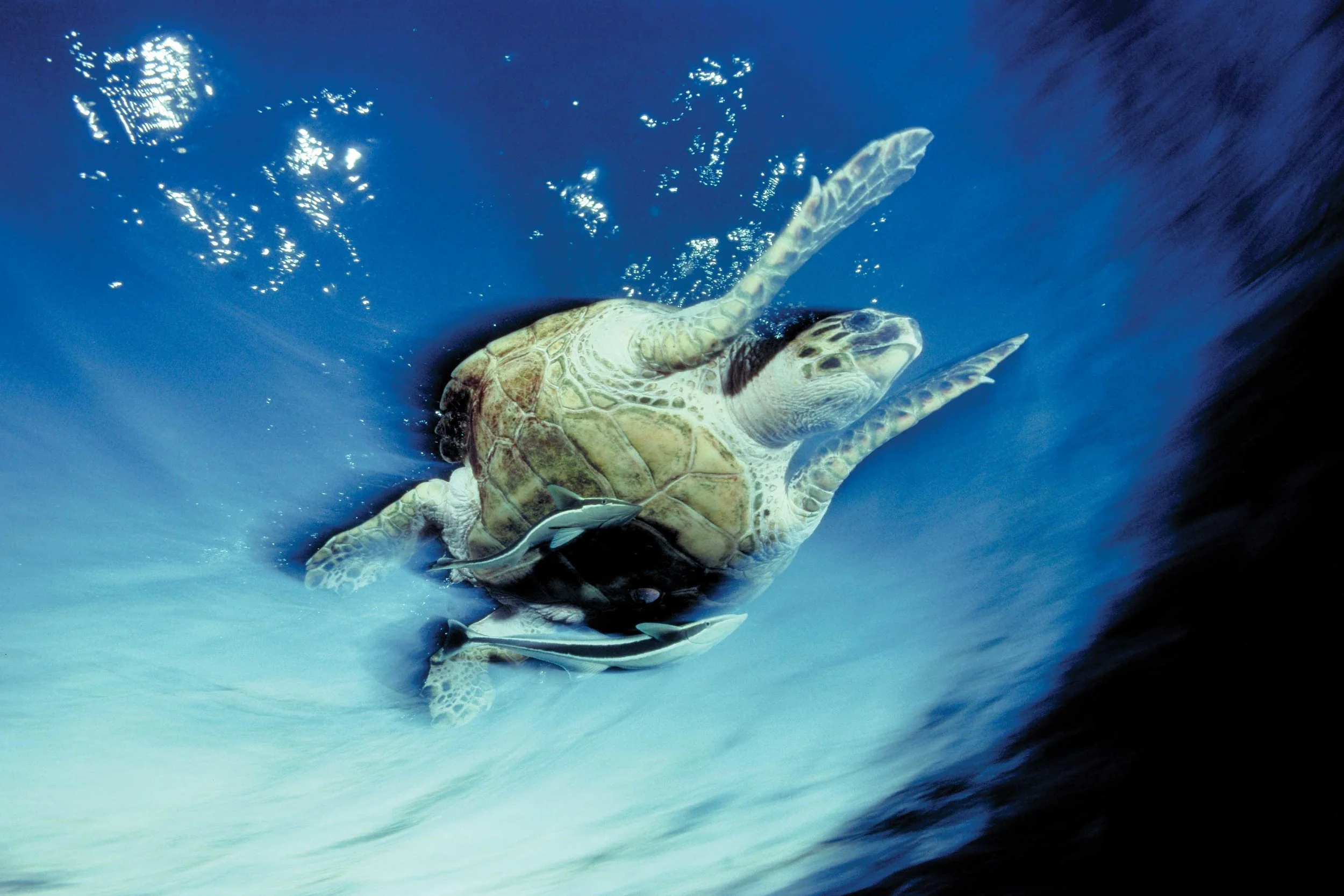 A hawksbill turtle propels itself through waters off the coast of Israel. © David Doubilet