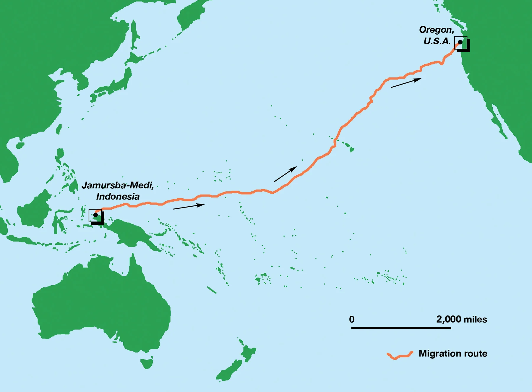 This map illustrates the migration of one female leatherback turtle, after nesting in Jamursba Medi, Papua, Indonesia, to foraging grounds off the coast of Oregon, United States— a distance of 20,558 kilometers (12,774 miles). © Stephen Nash / Conservation International