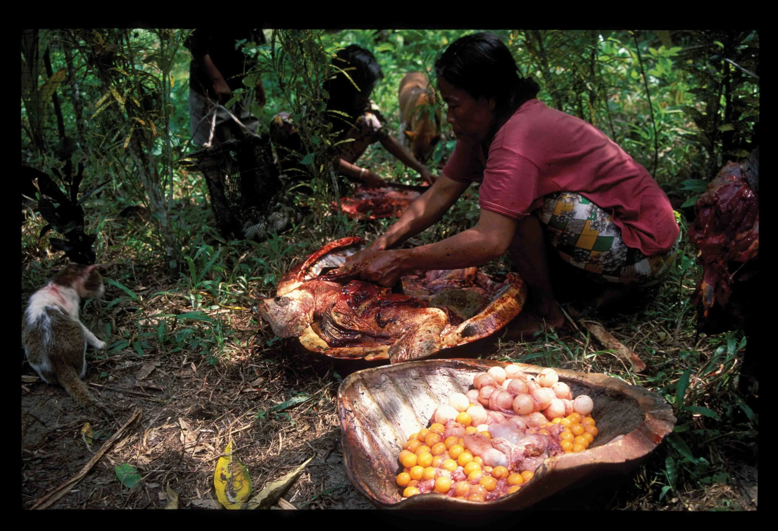 Consumption of sea turtles is not uncommon among peoples of the Andaman Sea. Here, Nicobari villagers from Chingen on Great Nicobar Island prepare a green turtle for eating. © Kartik Shanker