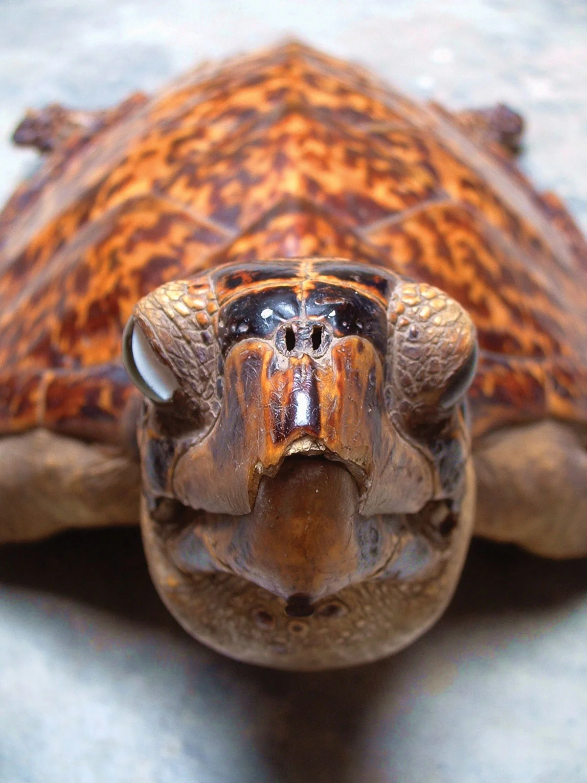 Stuffed, shellacked hawksbill turtles such as this one are often illegally caught in Southeast Asian waters to be sold as ornamentations in Asia. © Veronica Stevania Anjani