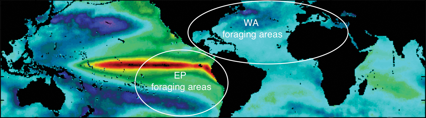 Ecosystem stability (based on variability in sea-surface temperatures) in leatherback foraging areas worldwide varies from very stable areas (cool colors; e.g., the western Atlantic Ocean) to highly unstable areas (warm colors; e.g., the eastern Pacific Ocean). General foraging areas of the respective leatherback populations are highlighted on the basis of satellite tracking studies. © Vincent Saba