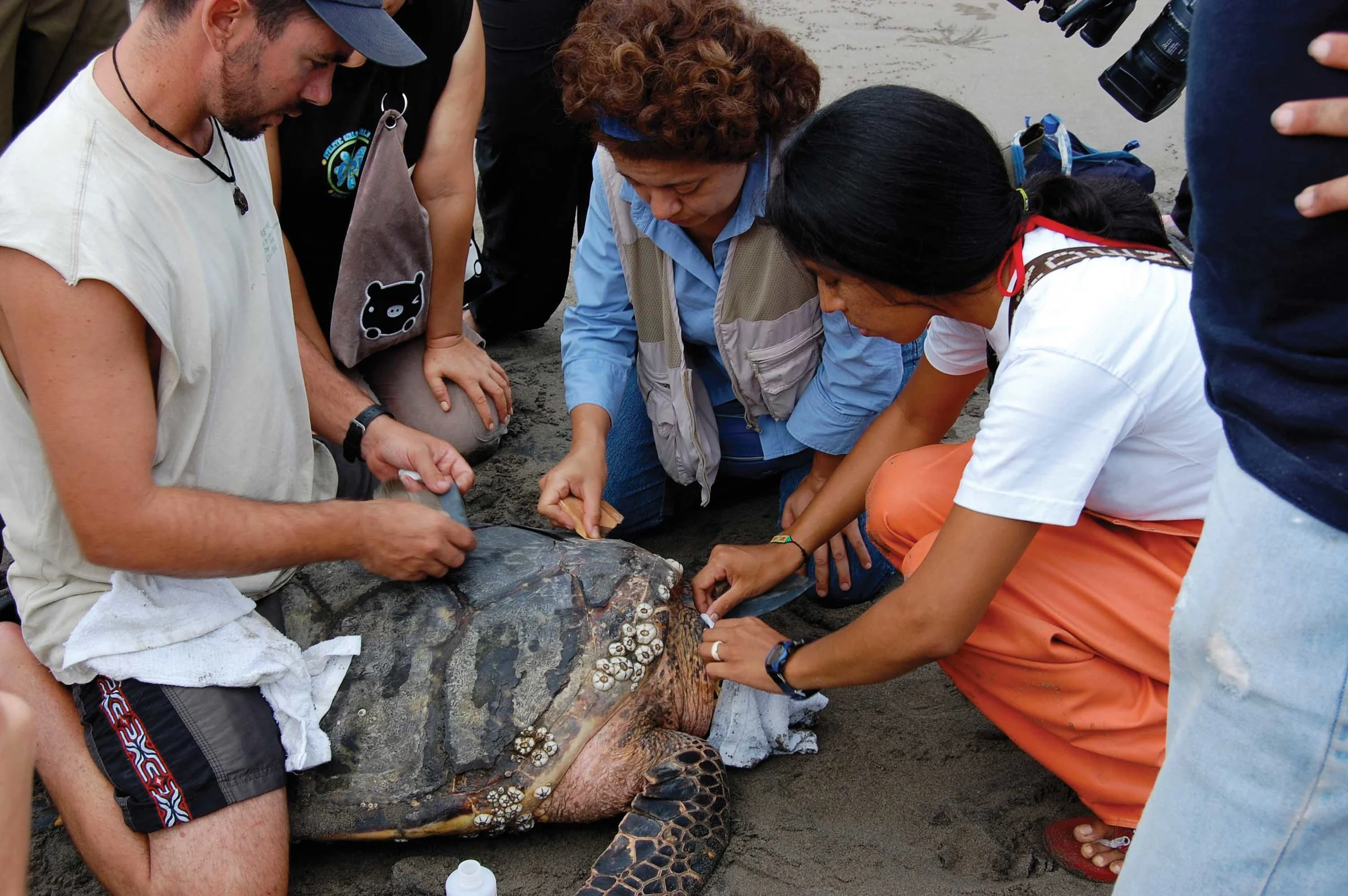 Members of the Eastern Pacific Hawksbill Initiative prepare to attach a satellite transmitter to an adult female hawksbill for the first time in the region. © Michael Liles
