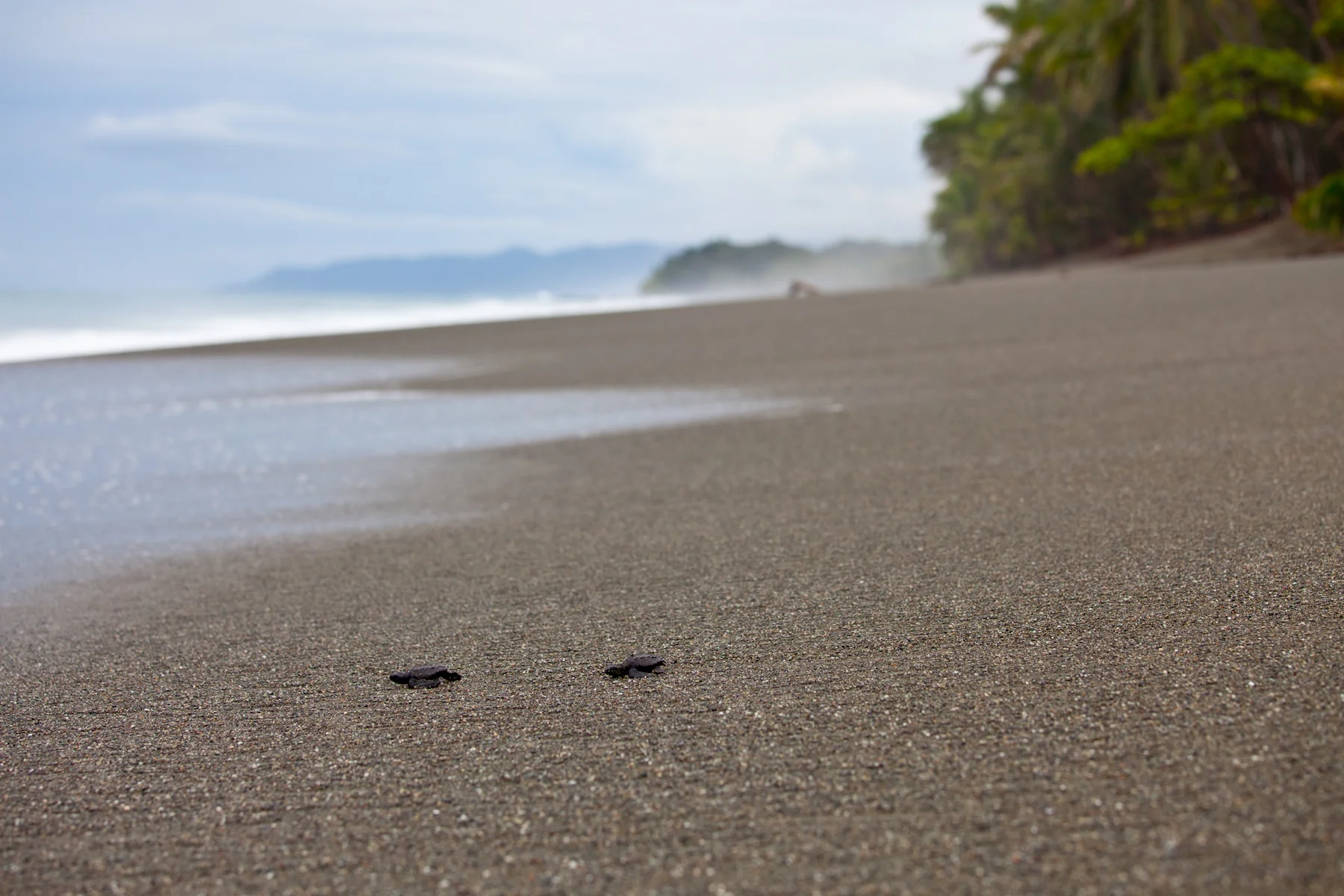 Newly hatched olive ridley turtles crawl to the Pacific Ocean at Playa Piró on Costa RIca’s Osa Peninsula. © Brian J Hutchinson
