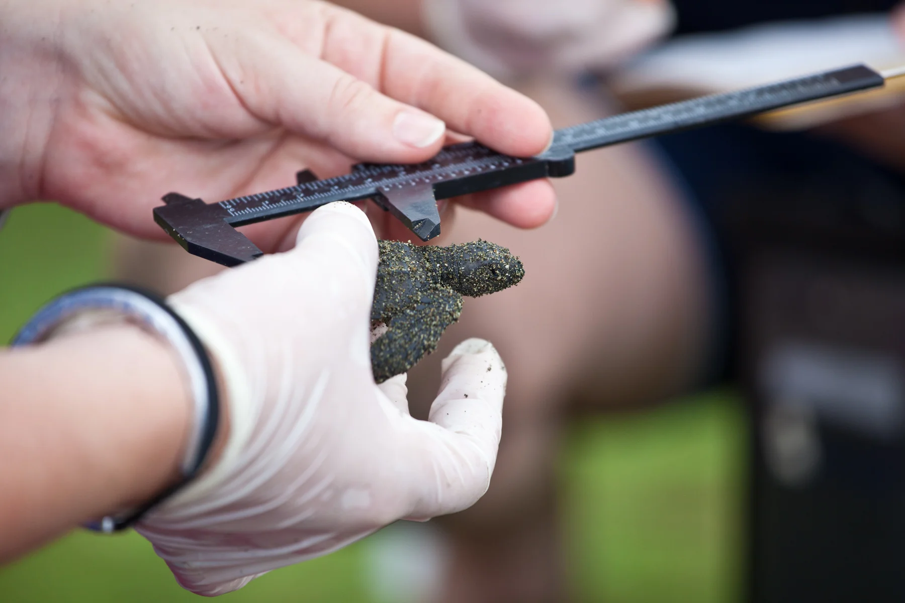 A volunteer measures a leatherback hatchling. © Brian Hutchinson