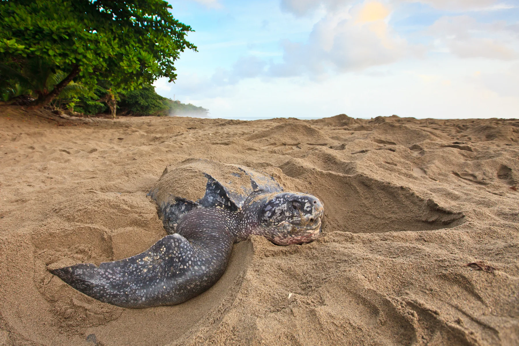 A leatherback turtle nests on Grande Riviere Beach in Trinidad. Leatherbacks in the western Atlantic grow larger and lay more eggs than their counterparts in the eastern Pacific. © Brian Hutchinson
