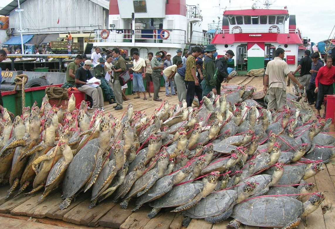 Mass Turtle Poaching: A Case Study from Southeast Asia
