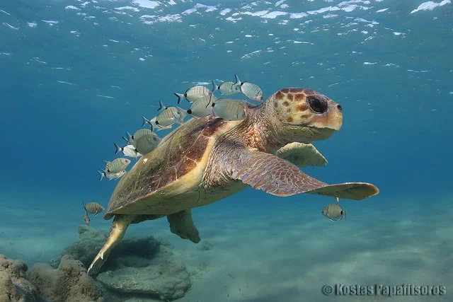 A loggerhead turtle at a cleaning station in the Mediterranean Sea. © Kostas Papafitsoros