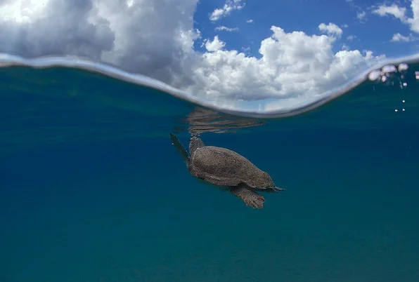 A loggerhead turtle surfaces to take a breath in the Mediterranean Sea. © Kostas Papafitsoros