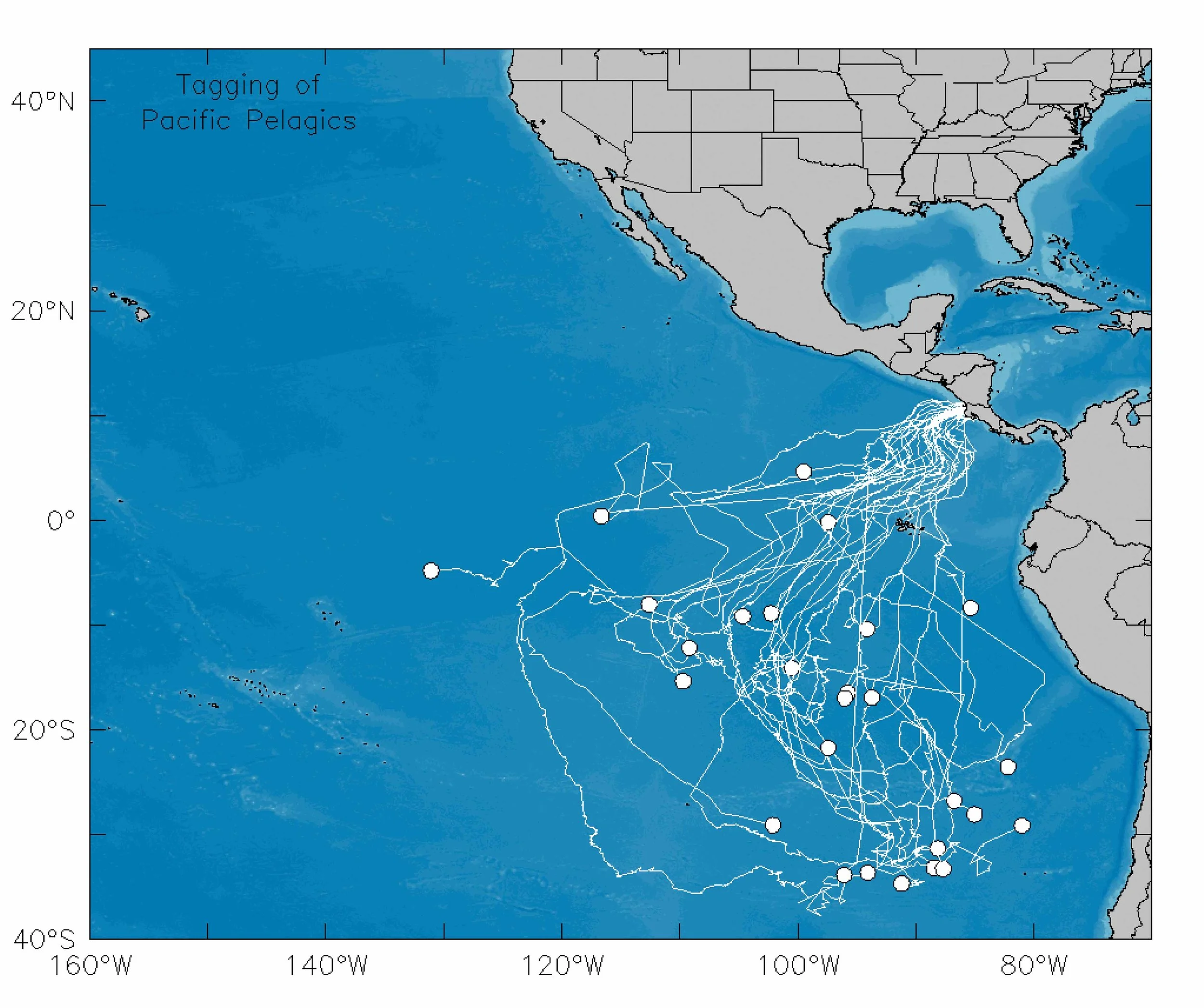 By use of satellite transmitters, researchers have tracked 50 leatherbacks’ movements around the Pacific Ocean. © TAGGING OF PACIFIC PELAGICS (TOPP)