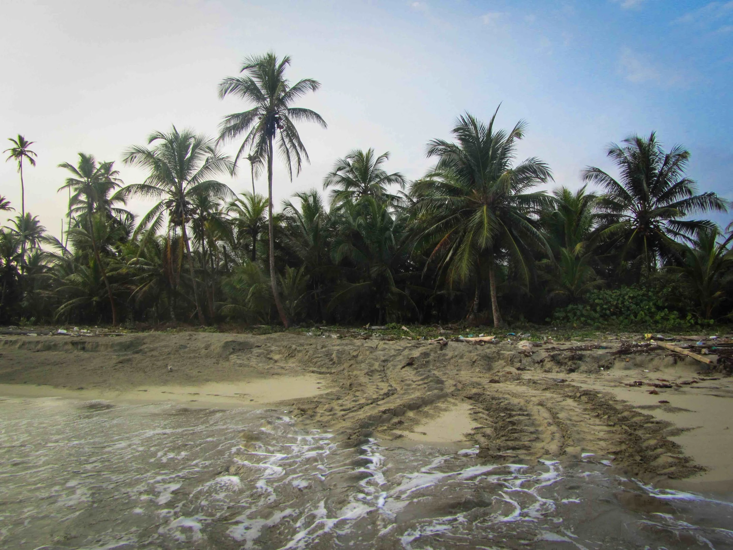 The tide washes away the fresh tracks of a nesting leatherback sea turtle © Morrison Mast