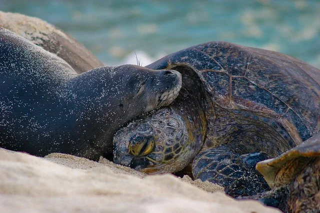 A Hawaiian monk seal / ilioholokauaua (Neomonachus schauinslandi) and green sea turtle / honu (Chelonia mydas) resting on the beach in Papahānaumokuākea Marine National Monument. © Mark Sullivan, NOAA Fisheries Hawaiian Monk Seal Research Program, 2007. Photo collected under NMFS Research Permit #848-1695