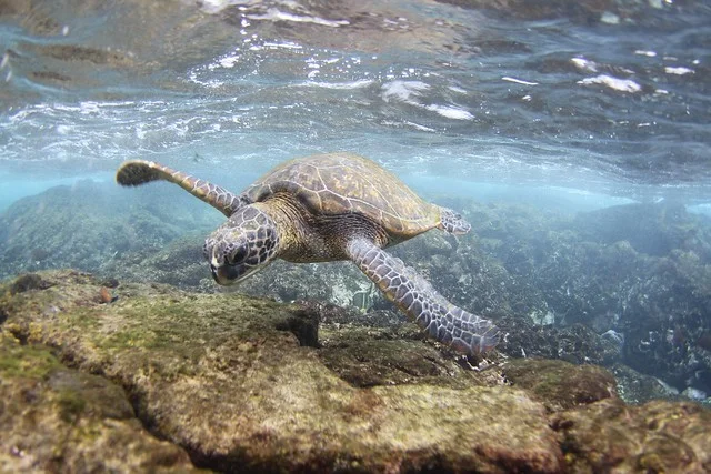 Green Sea Turtle (Chelonia mydas) © Ali Bayless / NOAA/NMFS/PIFSC
