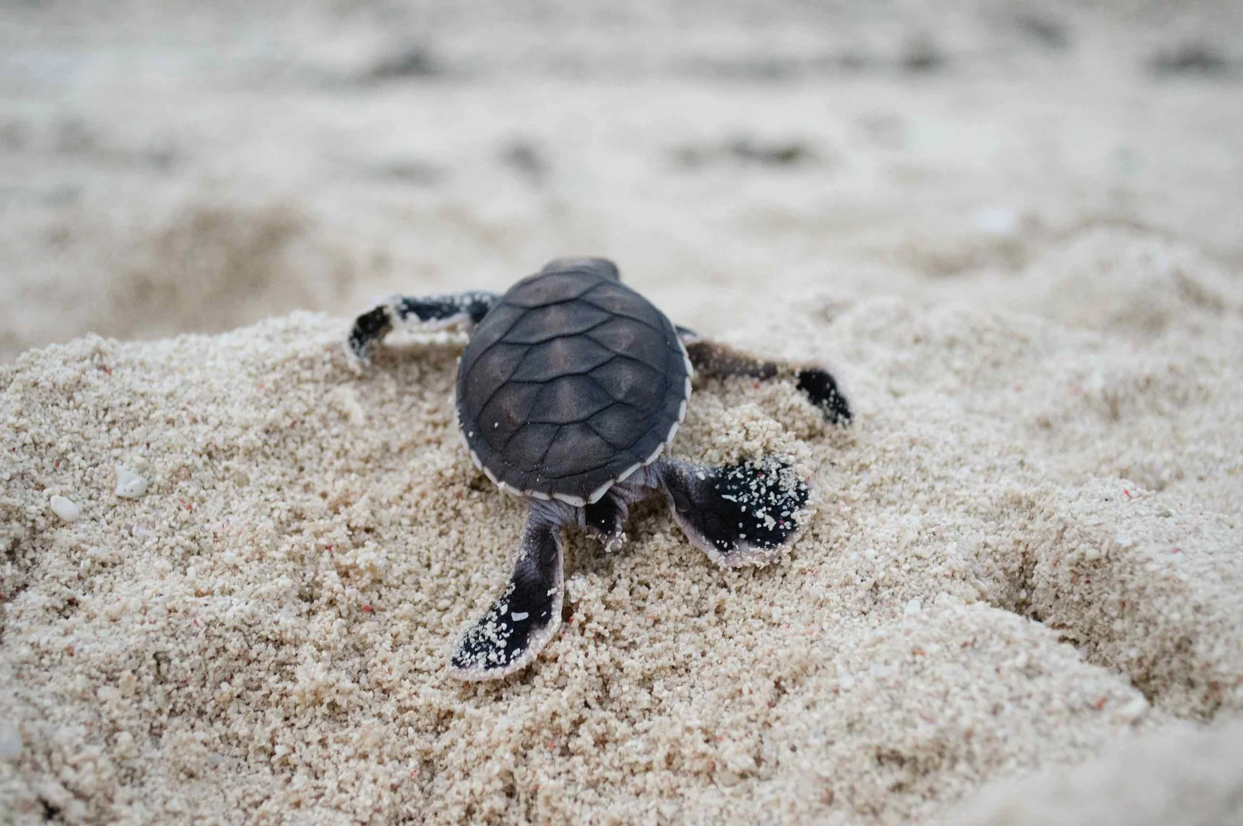 TURTLE HATCHLING, NEW CALEDONIA © CREDIT: THE OCEAN AGENCY / CORAL REEF IMAGE BANK