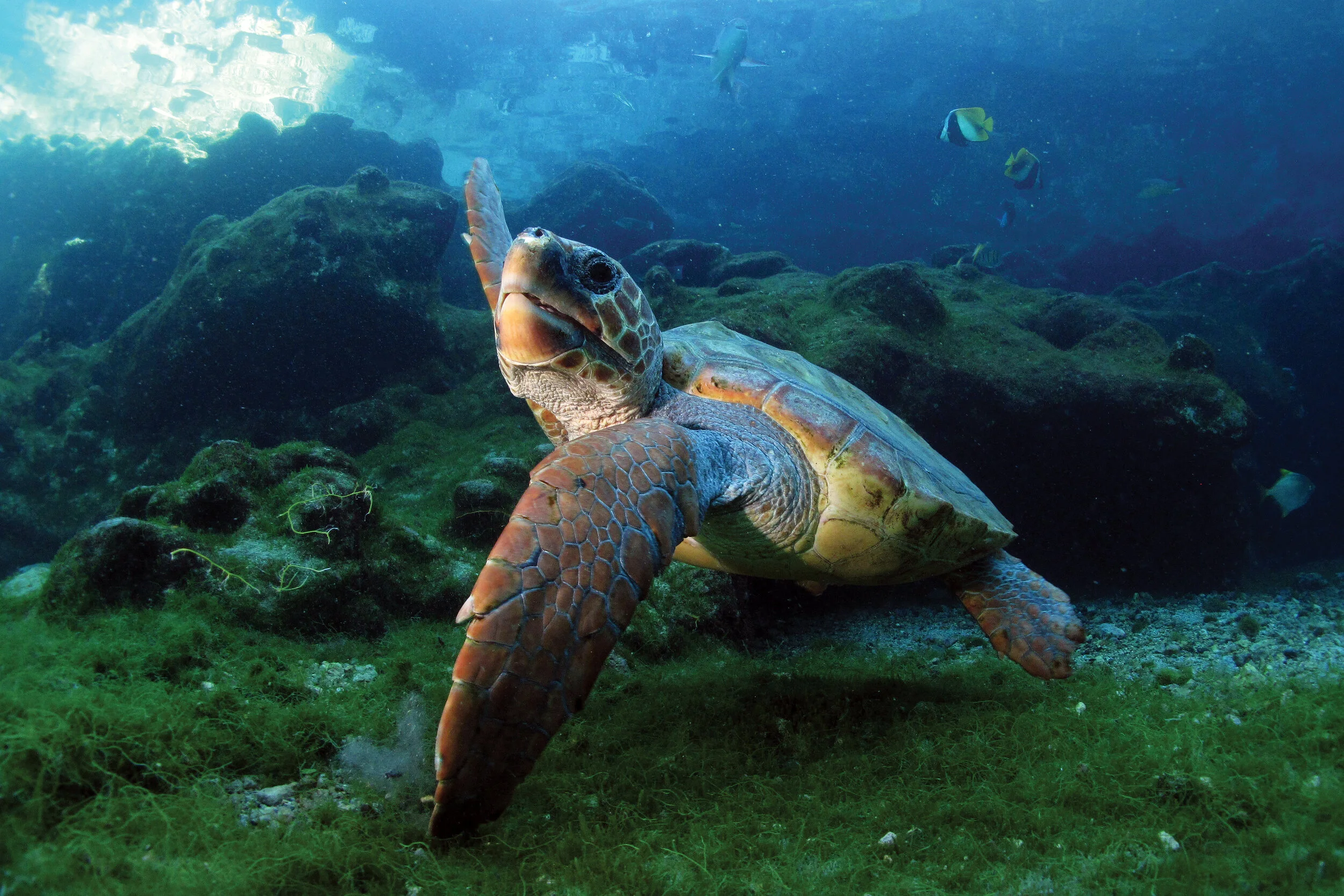 Loggerhead Turtles in the Indian Ocean — The State of the World's Sea ...