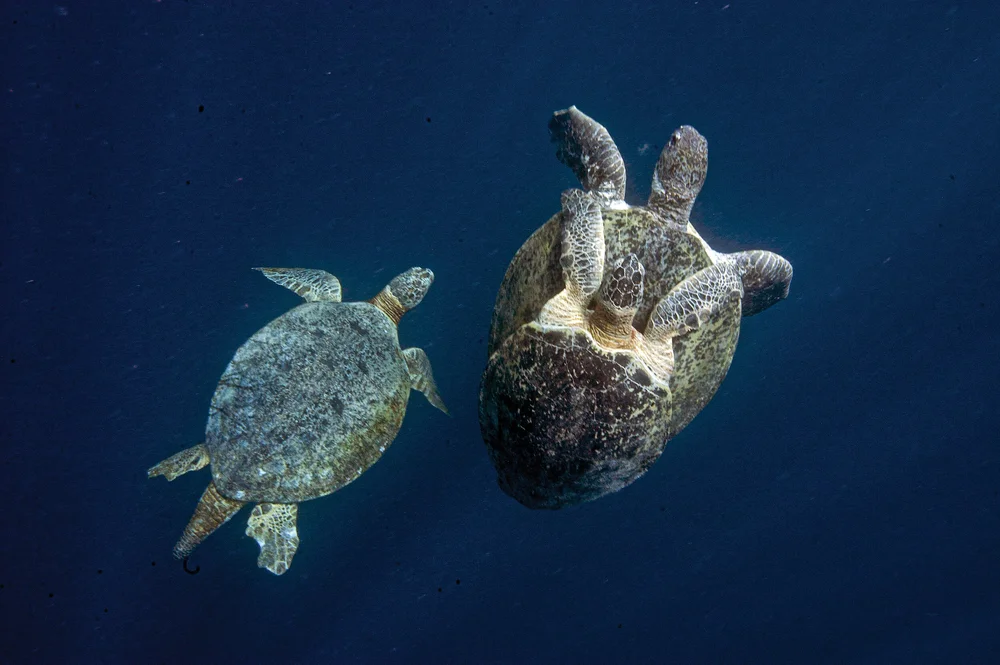 How to Tell if a Sea Turtle is Male or Female — The State of the World ...