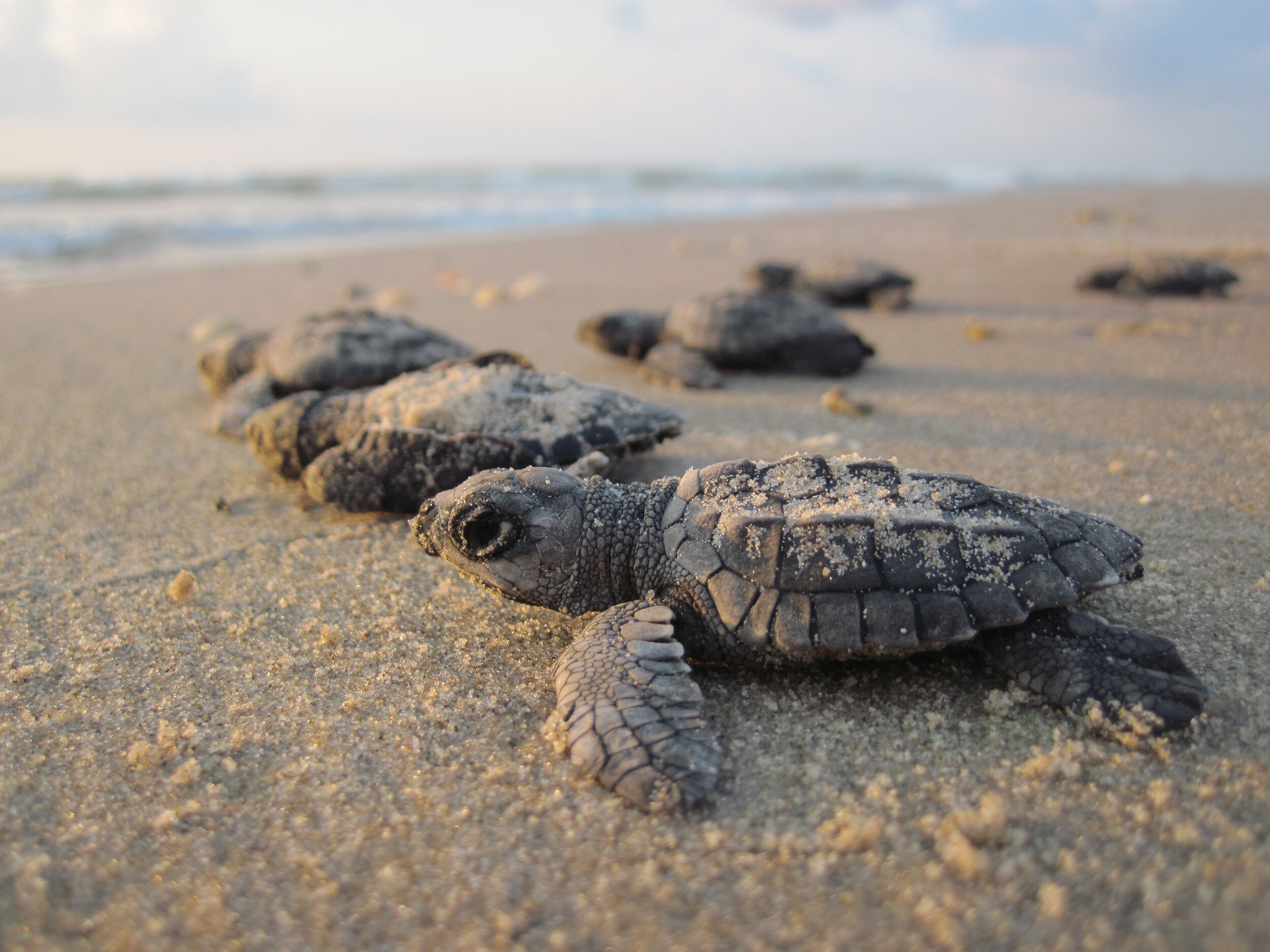  Hatchling Kemp’s ridley turtles head to sea in Texas. © NPS Photo 