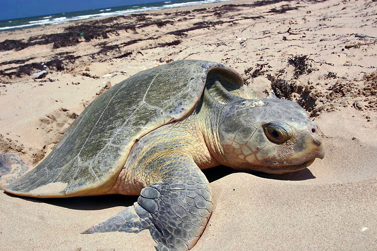  A Kemp’s ridley sea turtle nesting in Padre Island, TX, USA. © NPS Photo 