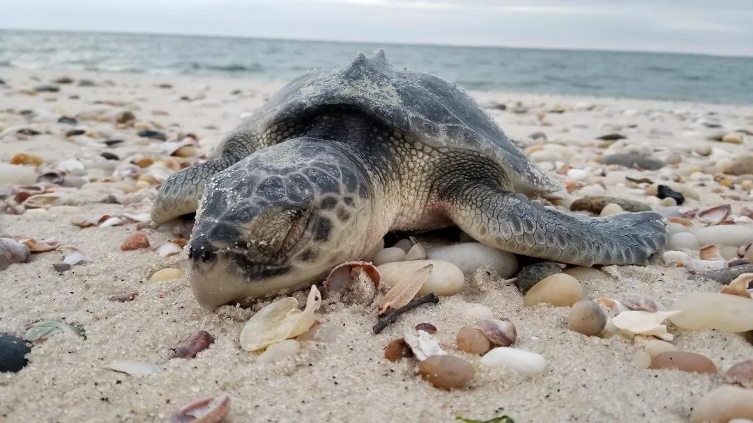 Cold-Stunned Sea Turtles in 2020-2021– What You Need to Know