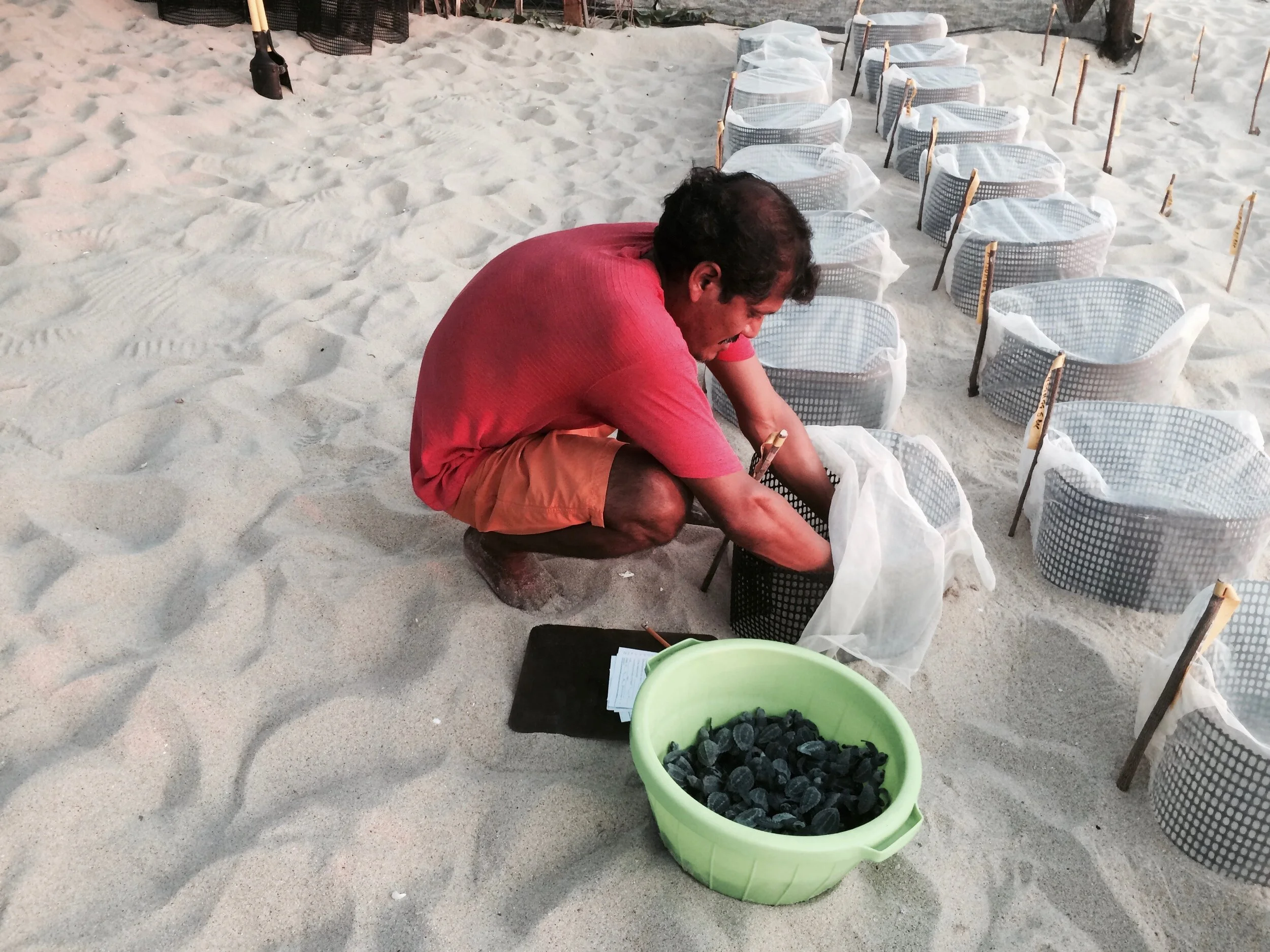 Palmarito Sea Turtle Rescue, Inc. – Mexico (2020)