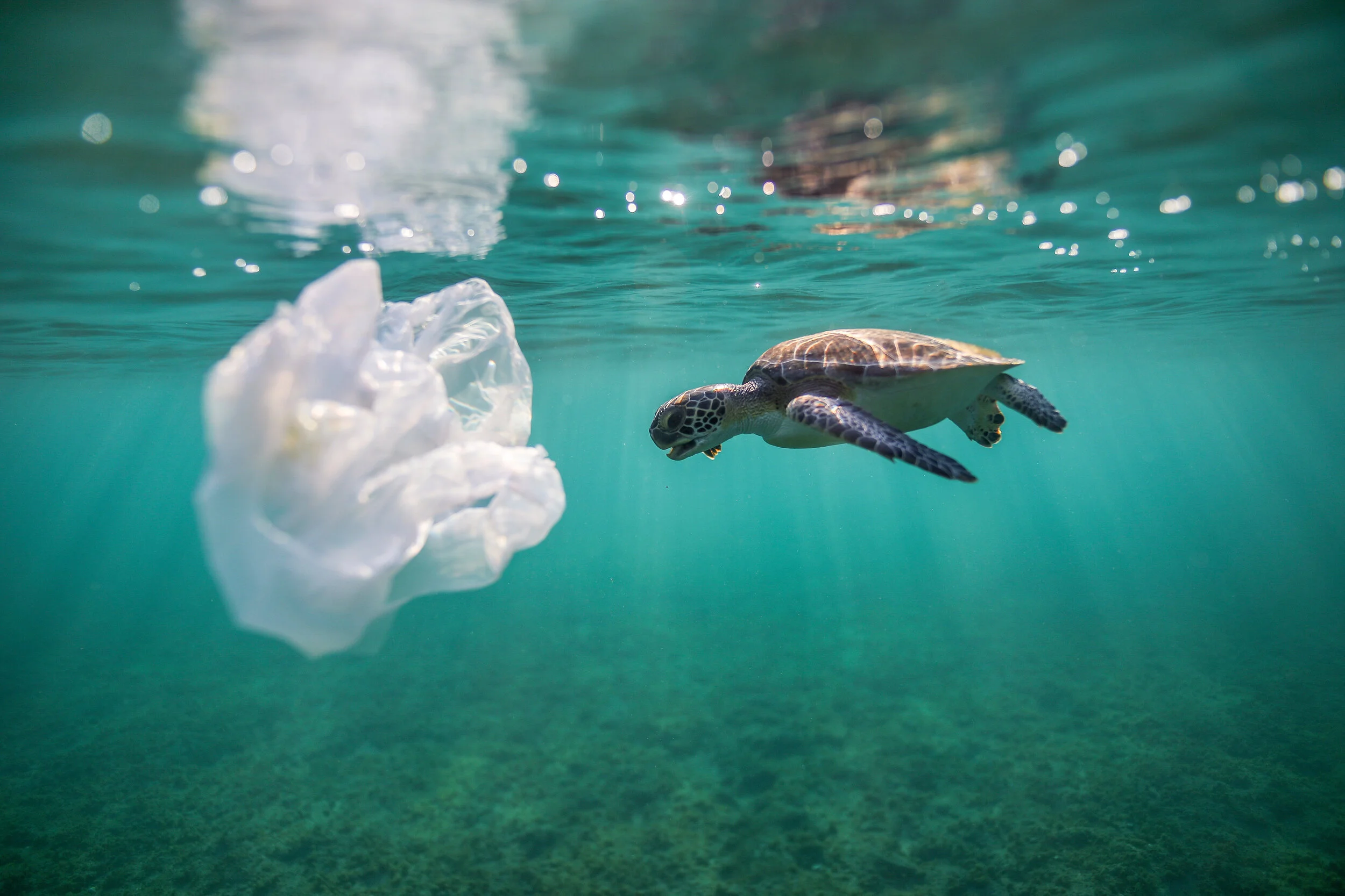 Sea Turtles And Plastic Pollution The State Of The World s Sea 