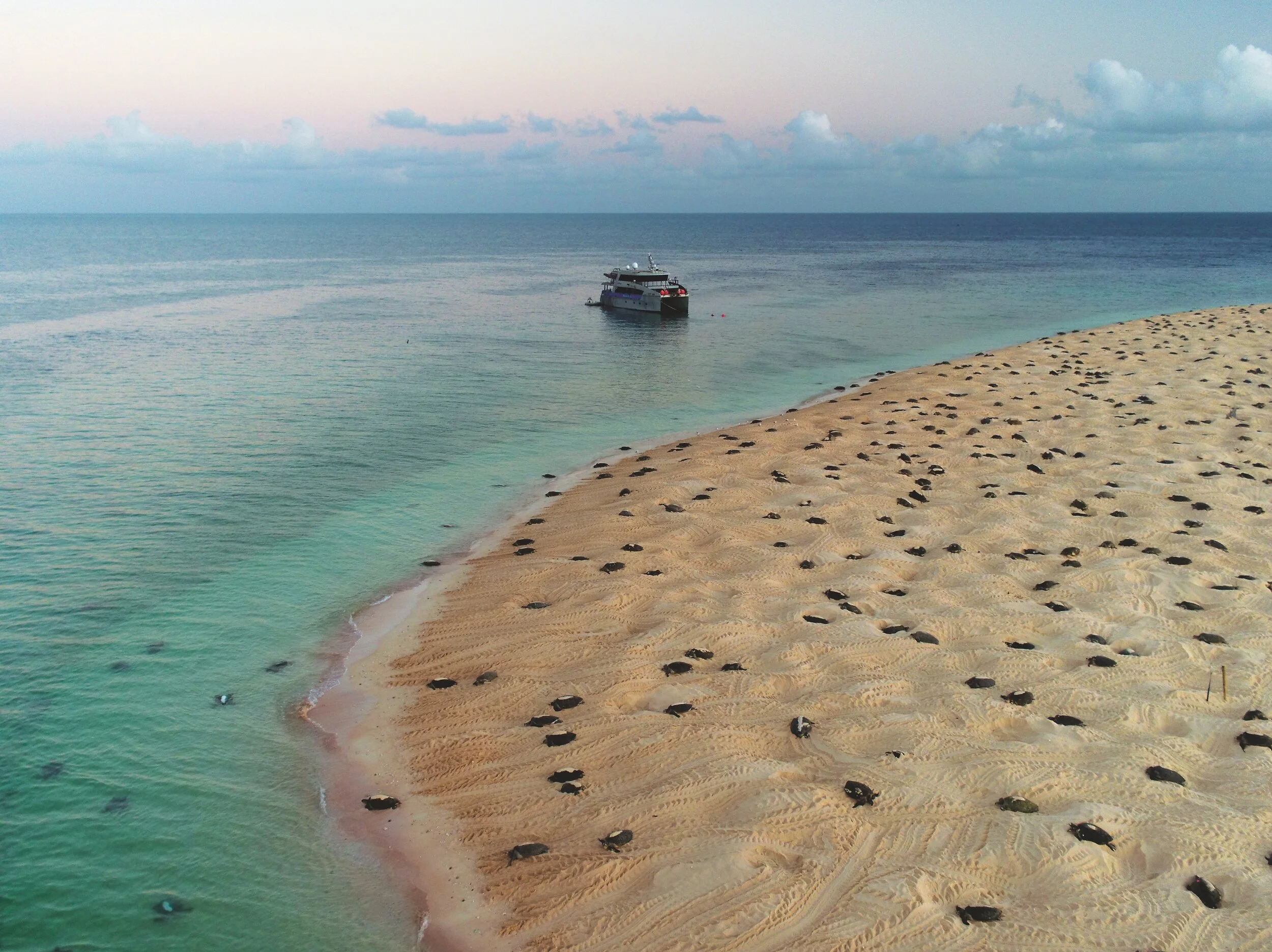 Managing the World's Largest Green Turtle Rookery — The State of the ...