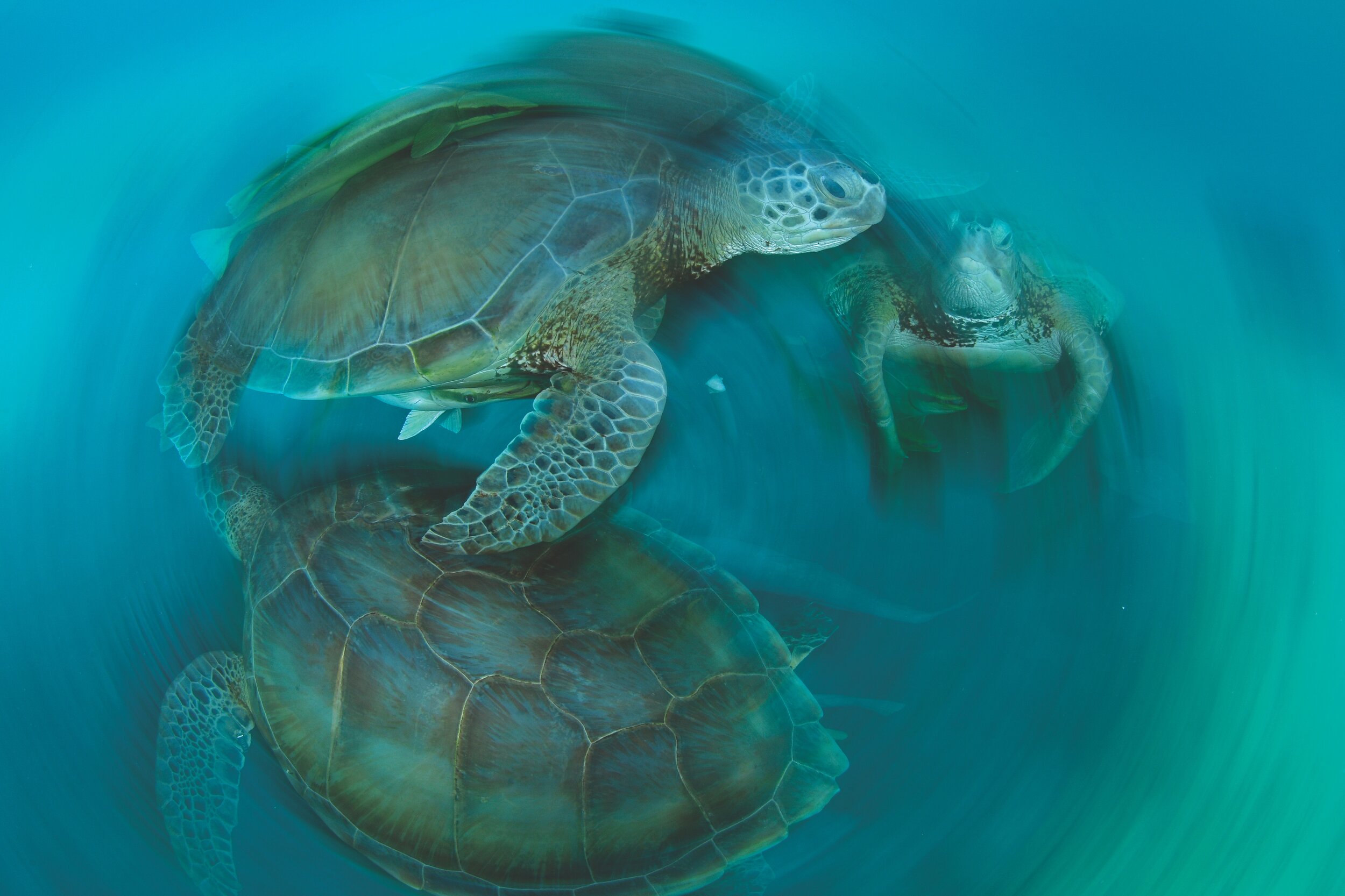 How turtles changed our perception of plastic pollution