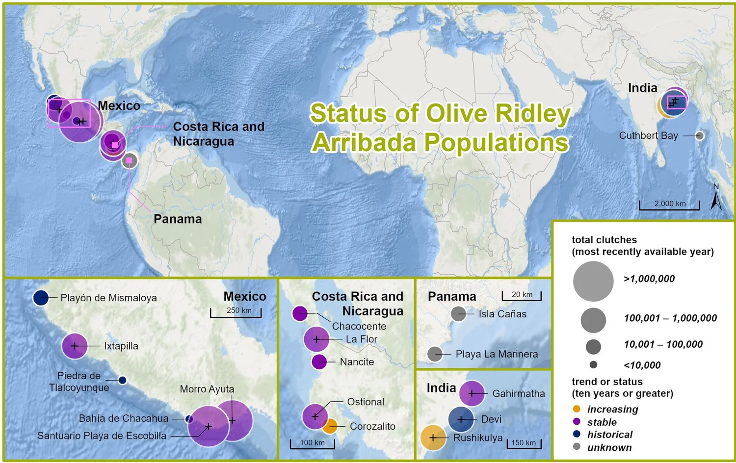 Embree Riddle Population Olive Ridleys: The Quirky Turtles that Conquered the World — The State ...