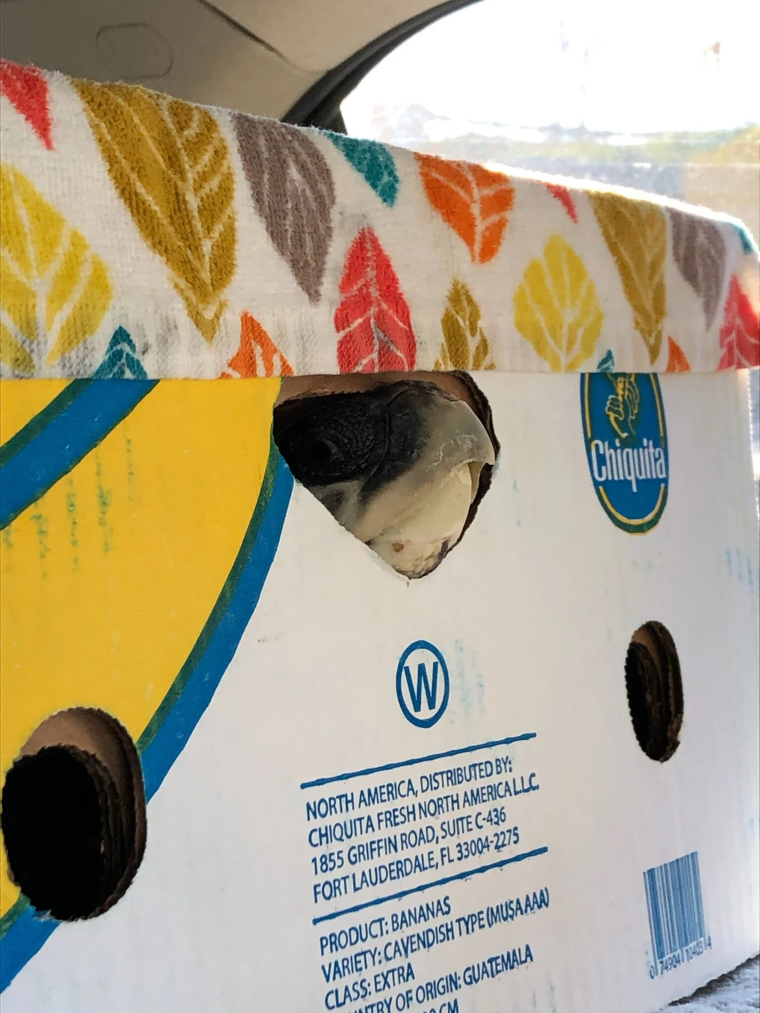 Sea Turtle Recovery – USA (2020)