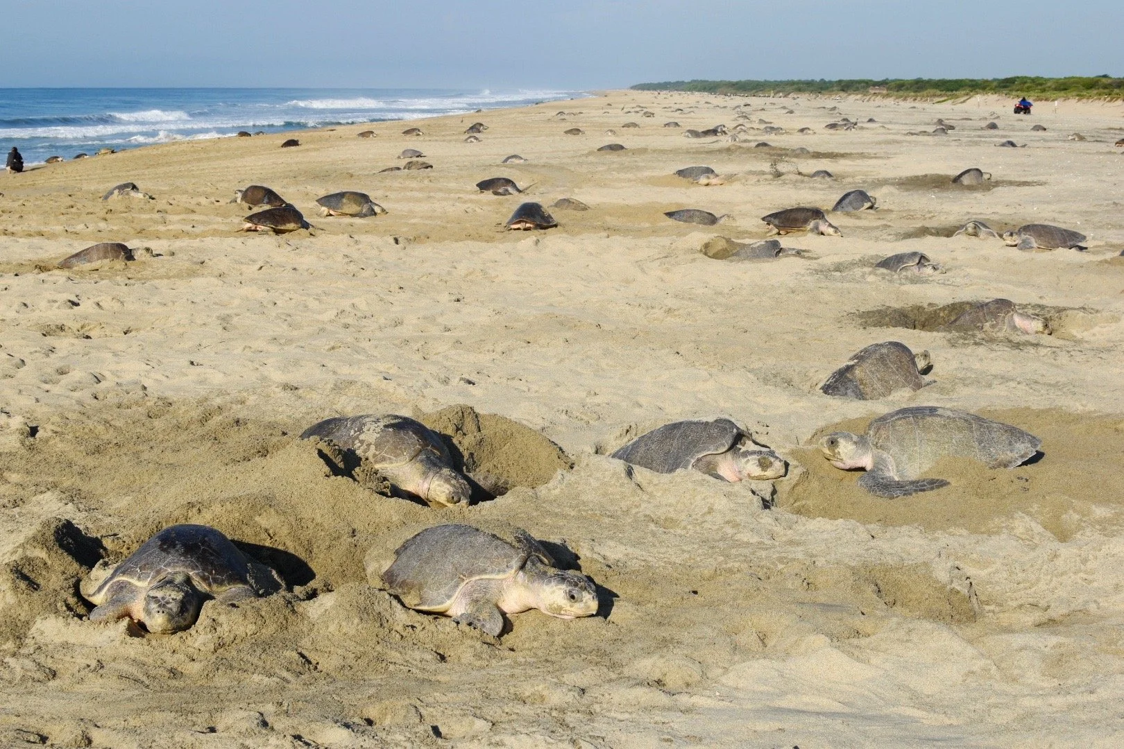 Centro Mexicano de la Tortuga – Mexico (2021)